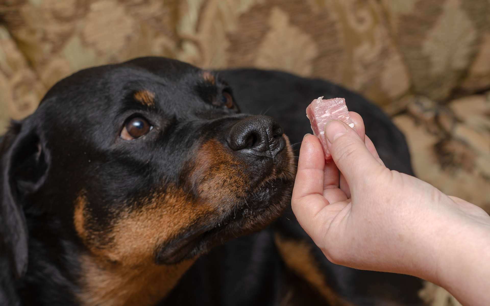 Ça y est : les chiens du Royaume-Uni vont pouvoir manger de la viande d'animaux qui n'ont jamais vécu !