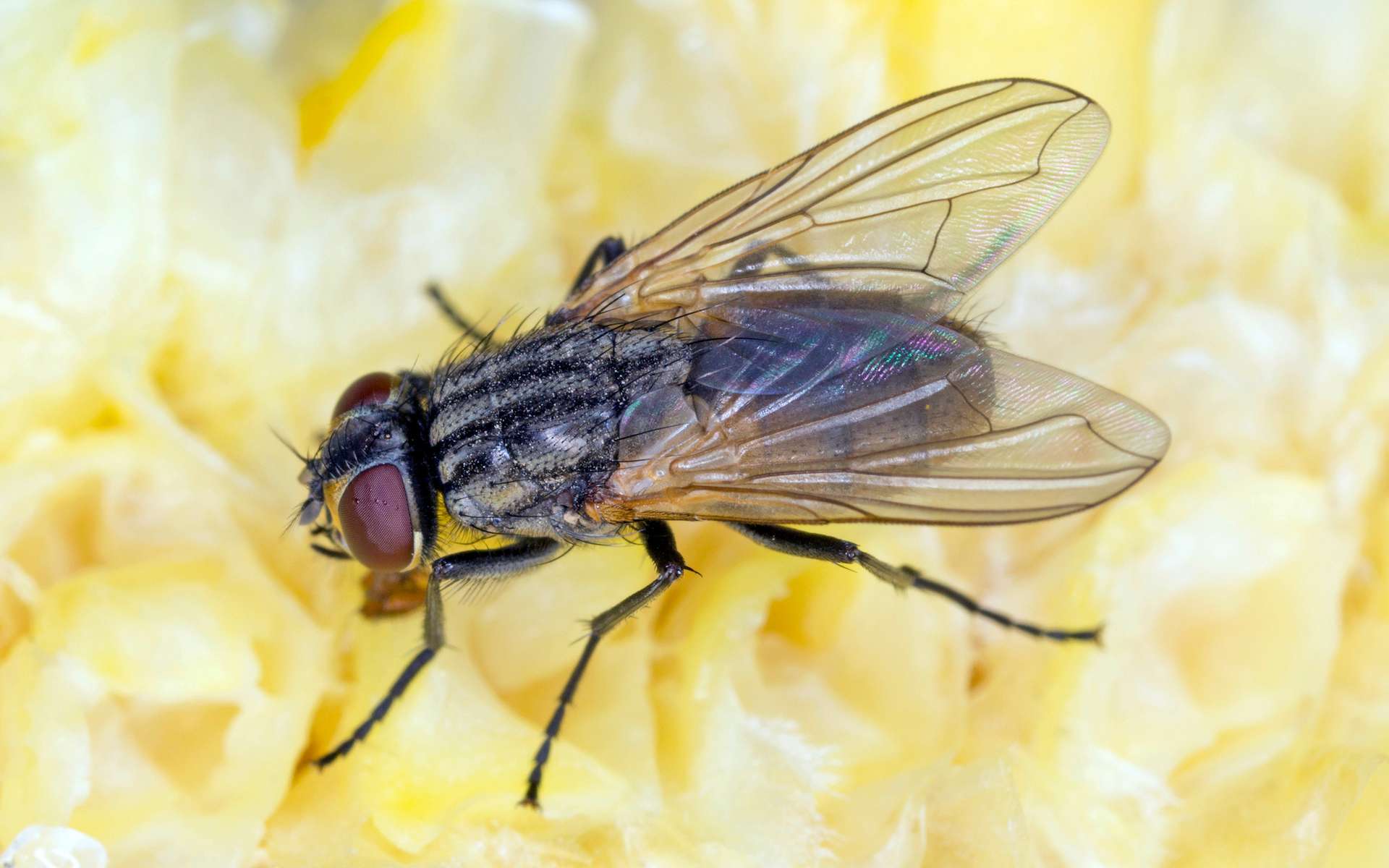 Comment éloigner les mouches dans sa maison en été ?