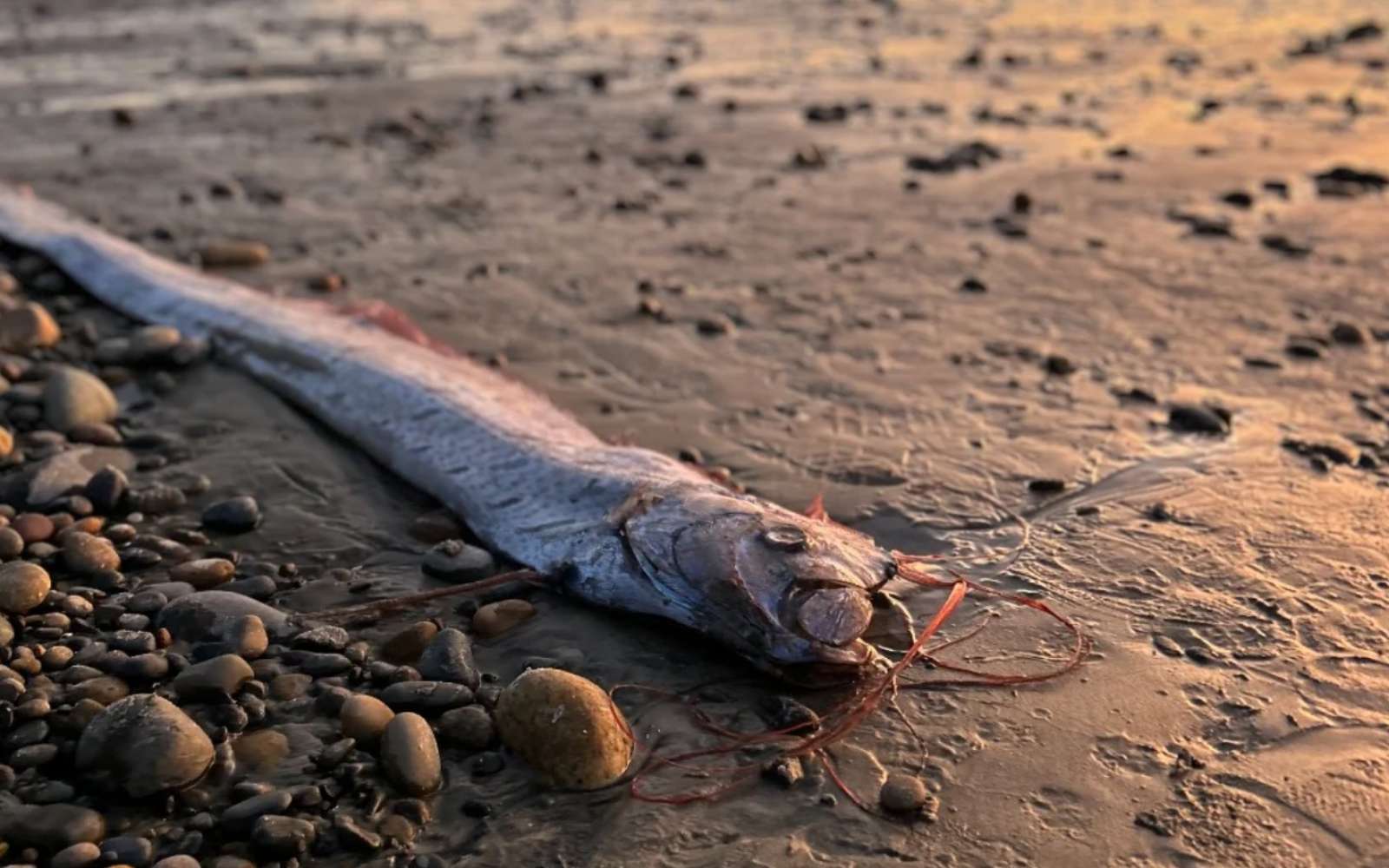Ce poisson des abysses serait lié aux séismes : mythe ou réalité ?