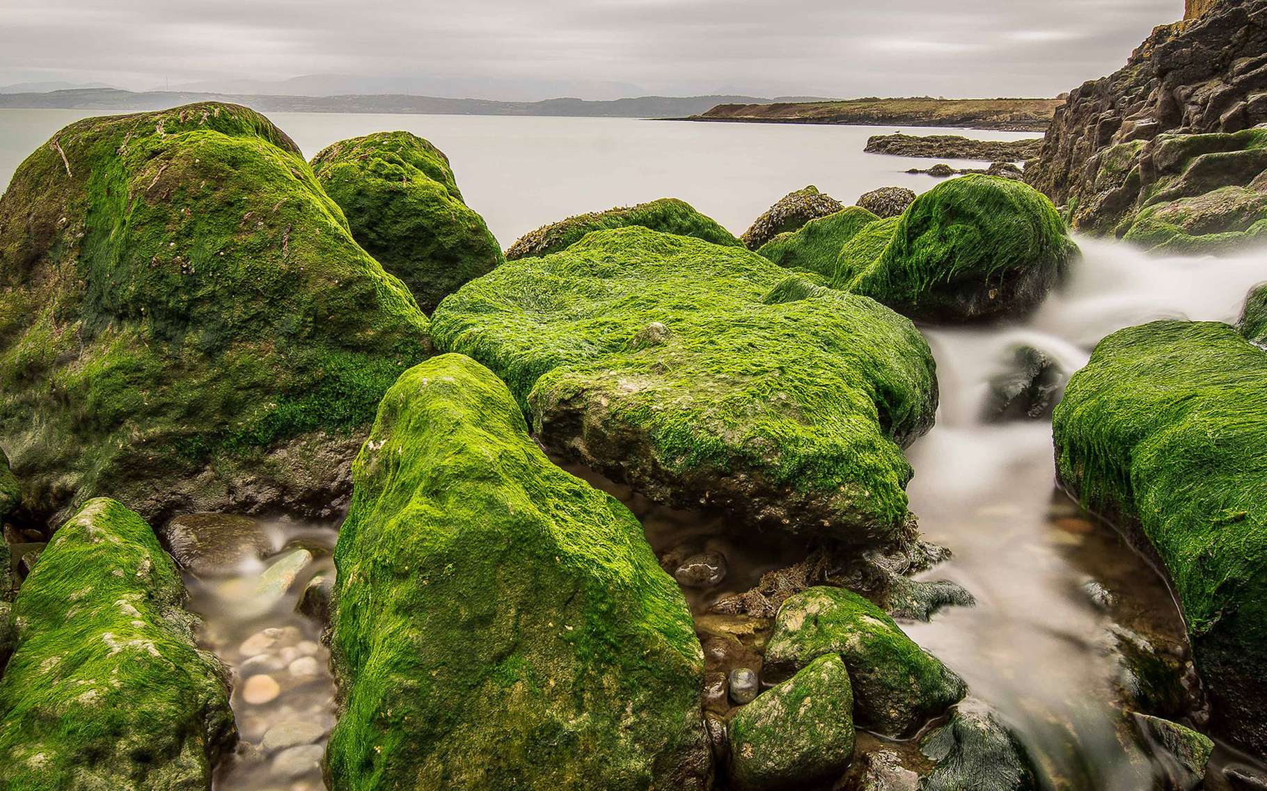 Les Algues De Surprenants Vegetaux Aquatiques Dossier