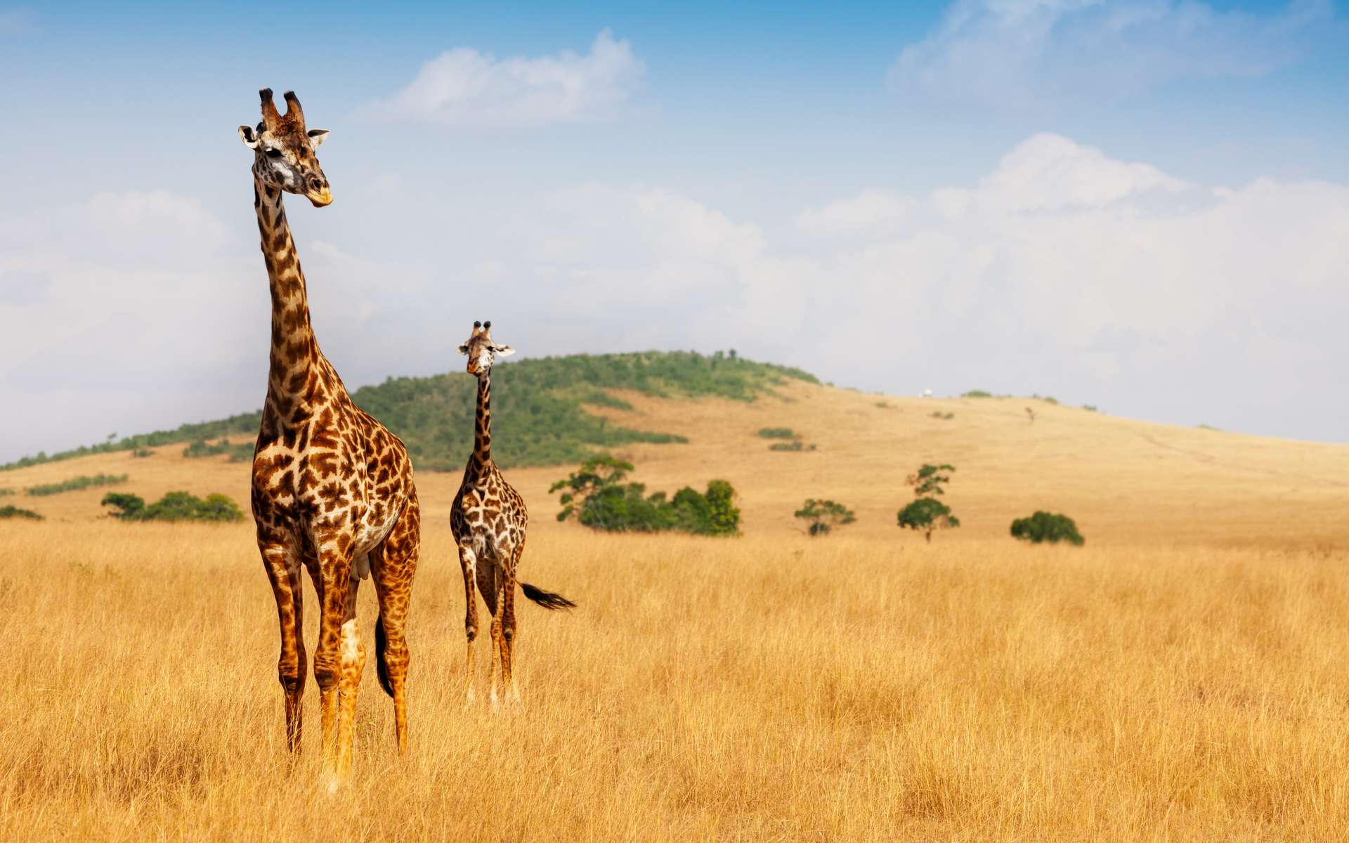 Le mystère de la vie sexuelle des girafes décryptée