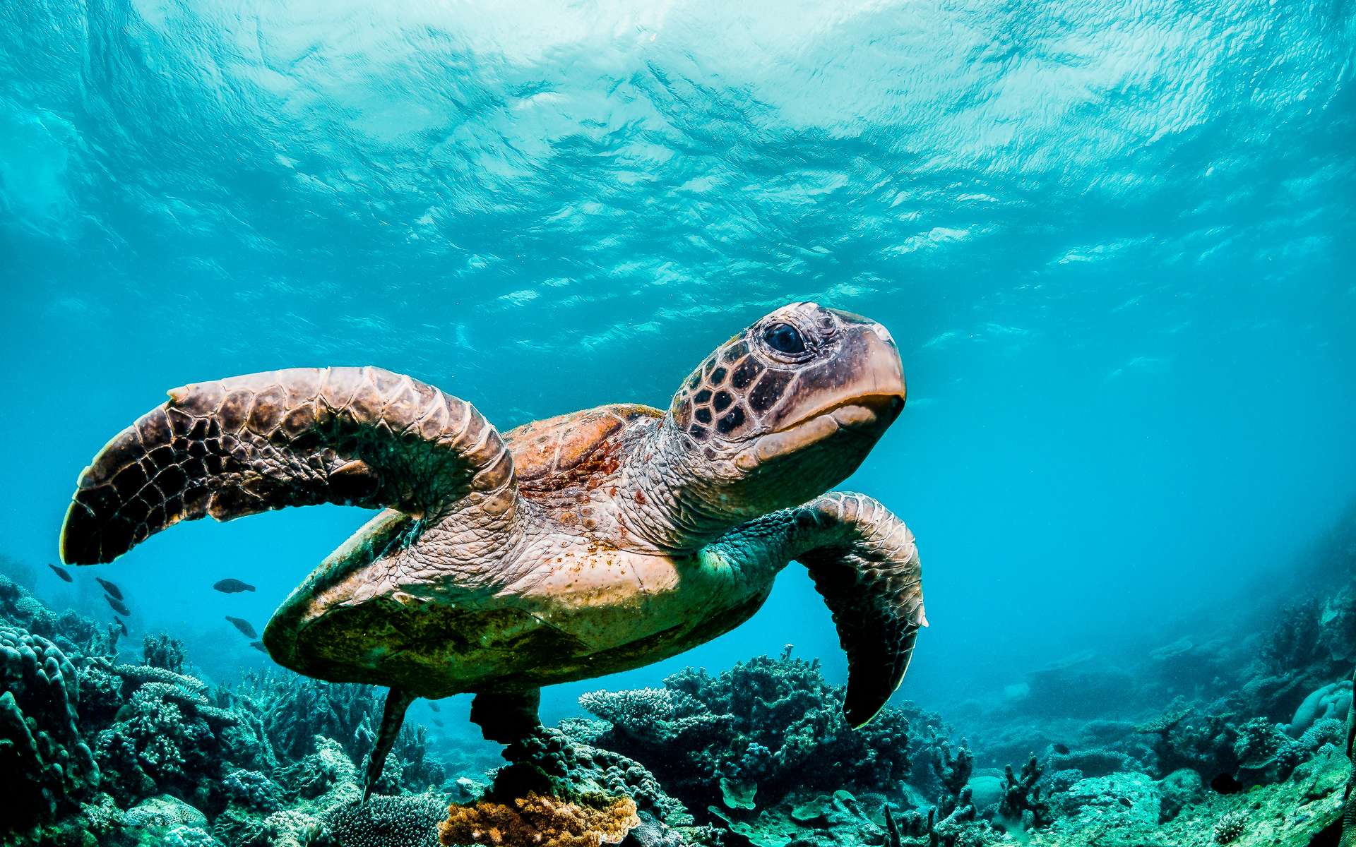 Des bactéries auraient doté les animaux d'un sixième sens