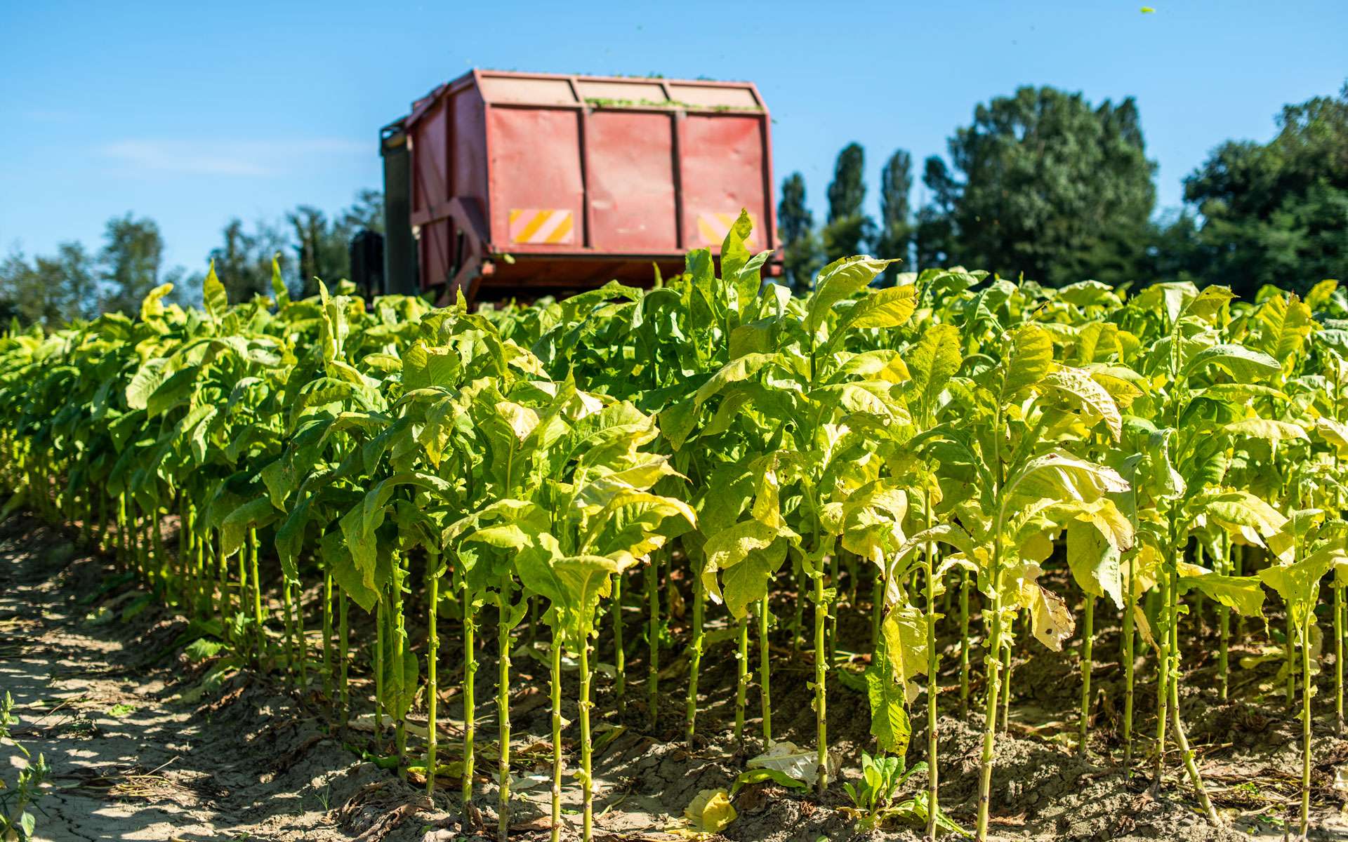 Des plants de tabac modifiés pour produire un vaccin contre le coronavirus ?