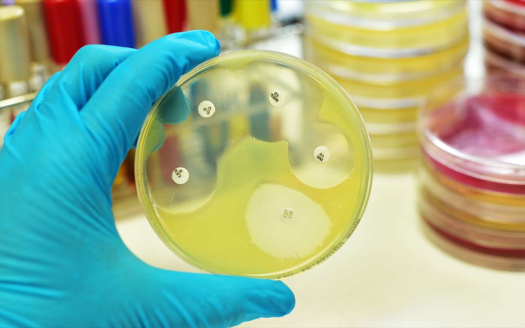 Autour de l’antibiotique, les bactéries ne peuvent se développer. © Jarun Ontakrai, Shutterstock