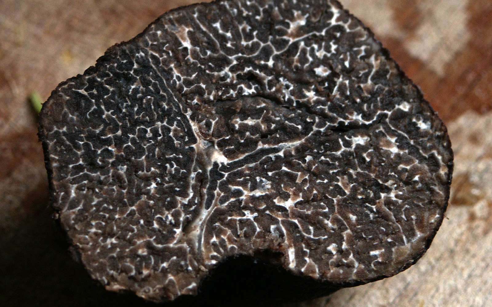 Une truffe noire du Périgord (Tuber melanosporum). Celle-là n'a pas (encore ?) été trouvée sur les toits de Paris. © Wazouille, CC