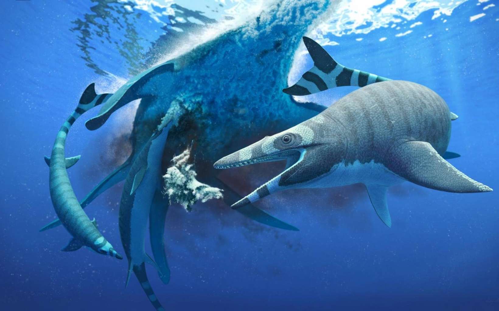 Les mosasaures avaient des dents de requin