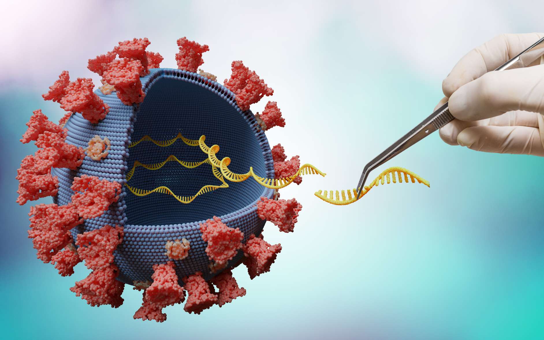 Le vaccin de Pfizer est basé sur la séquence ARN de la protéine S du SARs-CoV-2. © vchalup, Adobe Stock