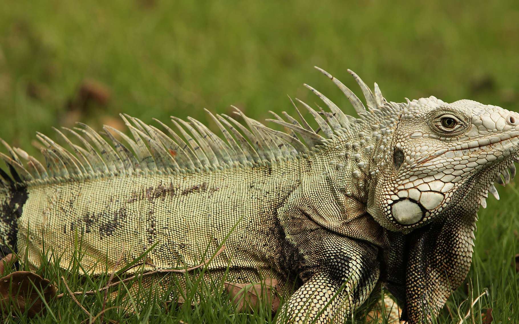 L'iguane vert (Iguana iguana) | Dossier