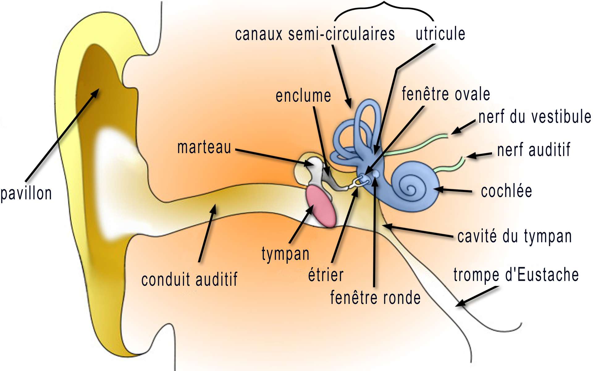 Schéma de l'oreille interne. Crédits DR.