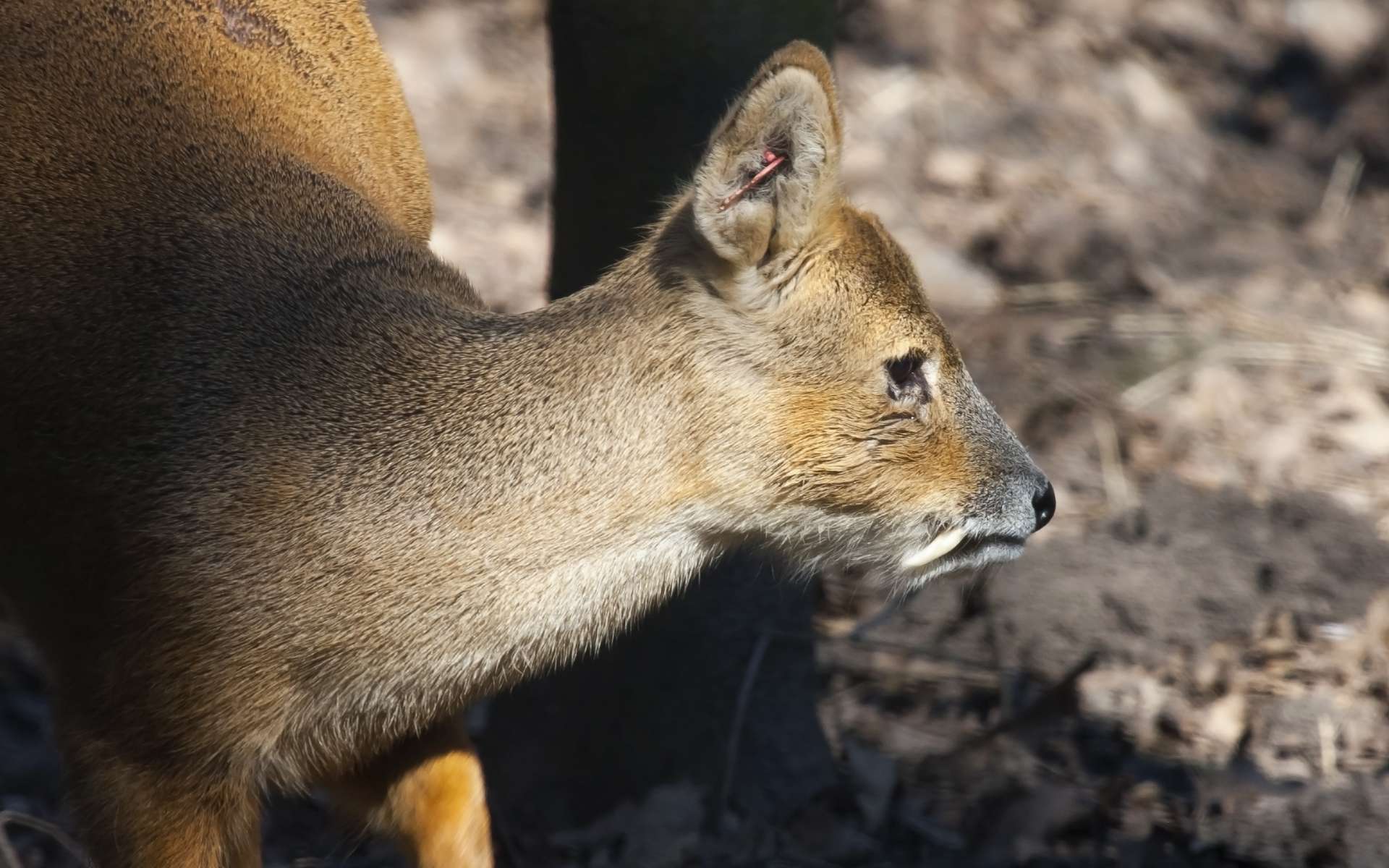 Étrangeté du vivant : ce cerf a des canines de vampire