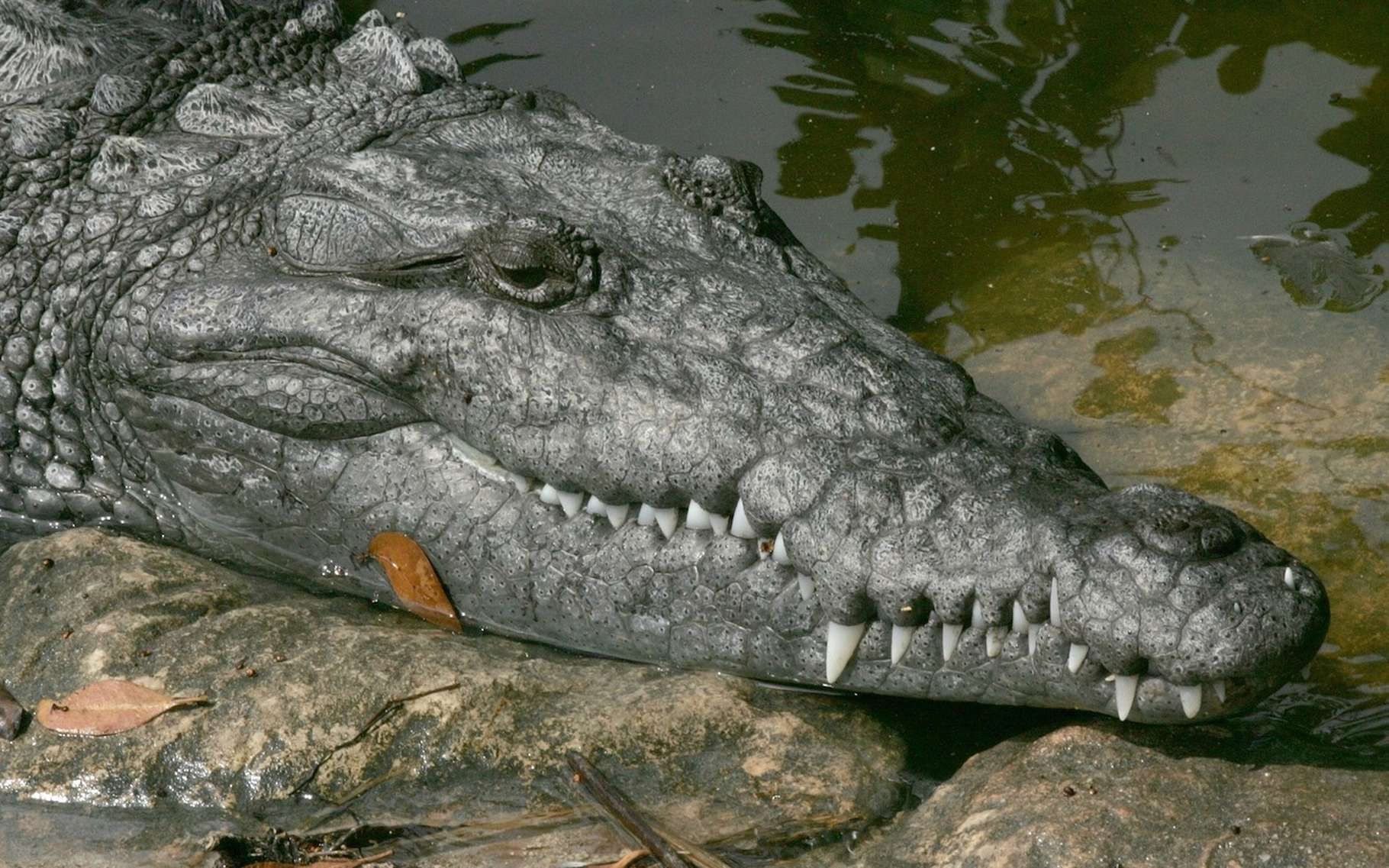 Le crocodile américain est l’un des plus grands crocodiles au monde. Il a longtemps été chassé pour sa peau. C’est désormais une espèce vulnérable. D’autant qu’au Costa Rica, un phénomène étrange semble perturber l’équilibre mâles-femelles des populations. © skeeze, Pixabay, DP