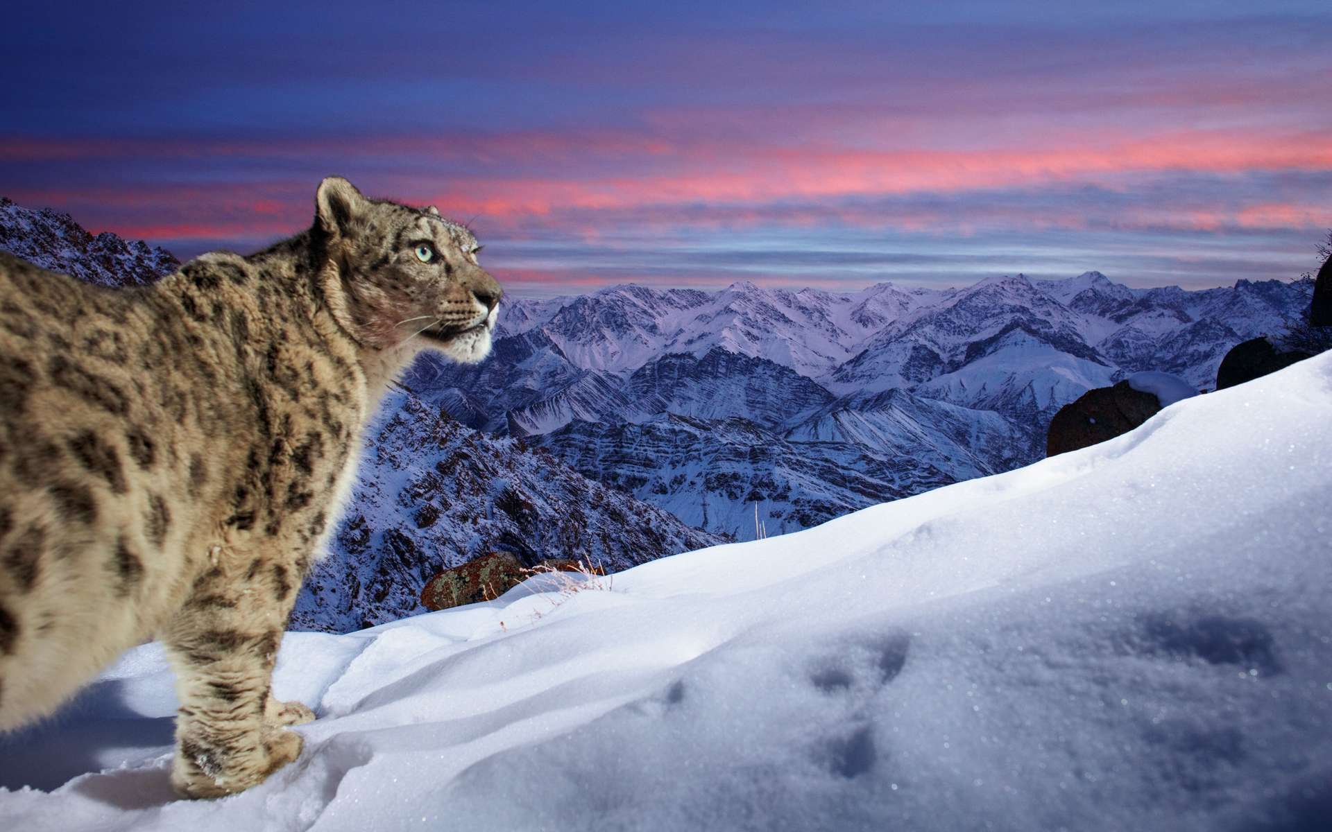 Voici les plus belles photos de la vie sauvage de l'année !