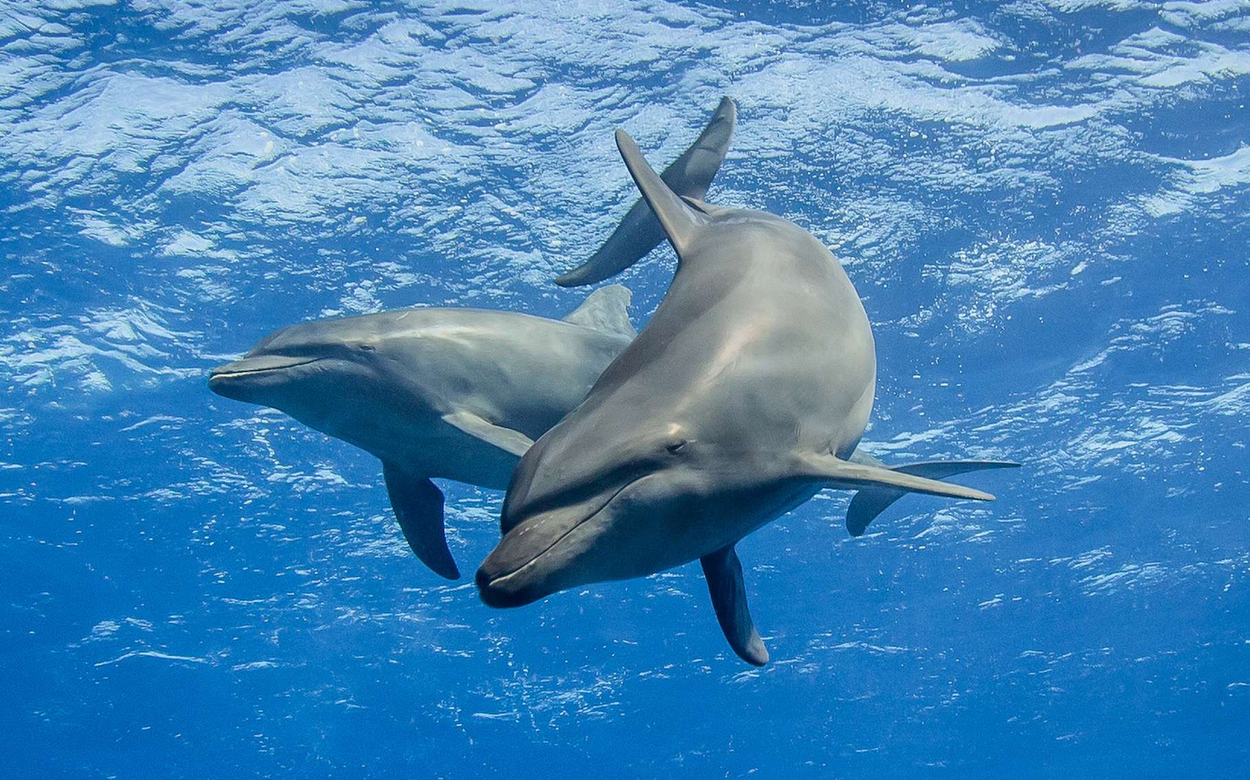 Les dauphins crient dans l'océan et les scientifiques ont découvert pourquoi
