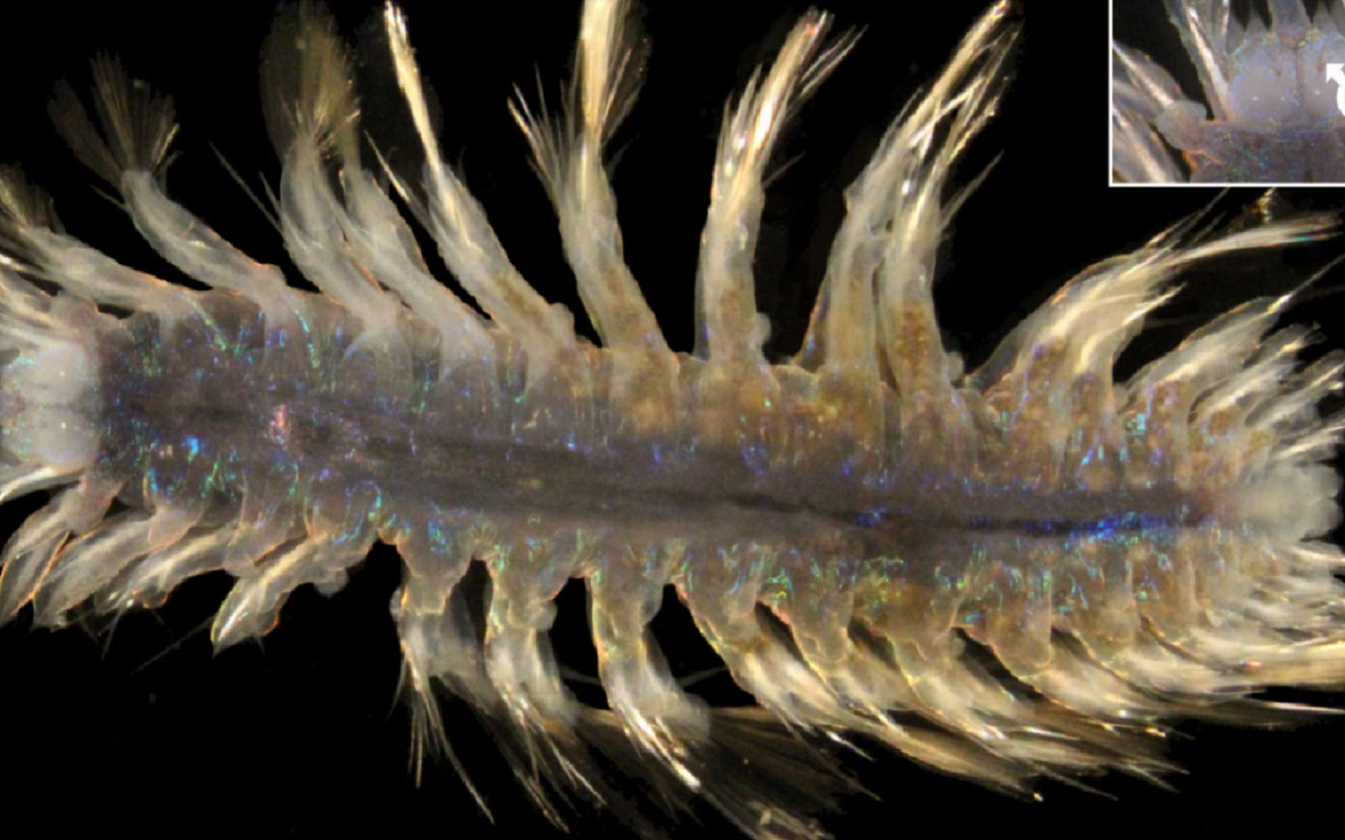 Dix-sept nouvelles espèces de vers marins ont été découvertes dans les abysses du Pacifique, plus précisément dans la zone de fracture de Clarion-Clipperton. Ici, Bathyeliasona mariaae. © Paulo Bonifácio