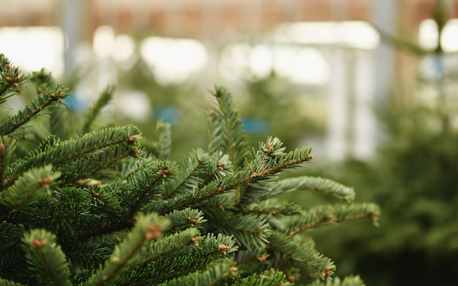 Le moment idéal pour acheter son sapin de Noël naturel est...