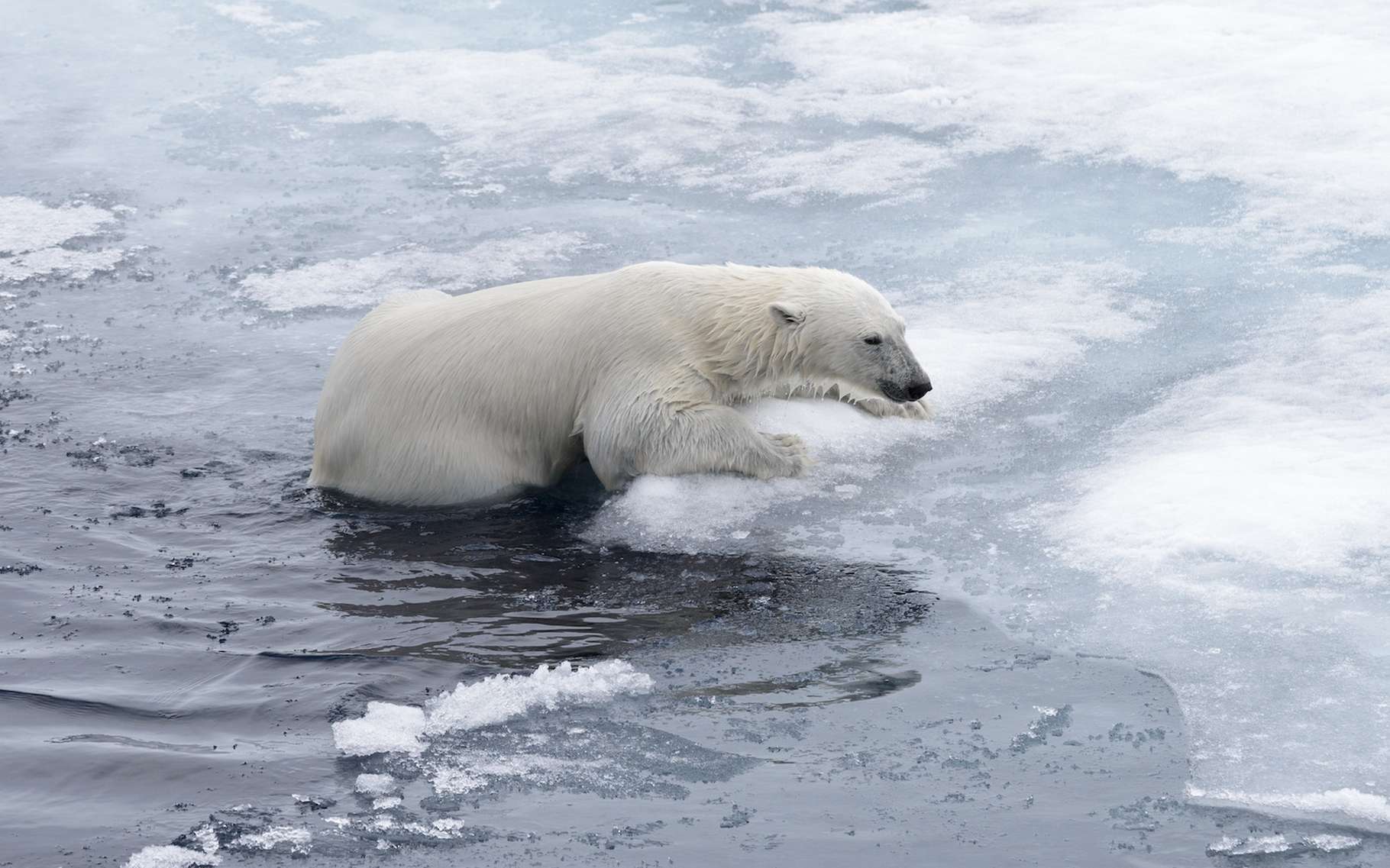 Comment le réchauffement rapide de l'Arctique menace la planète entière