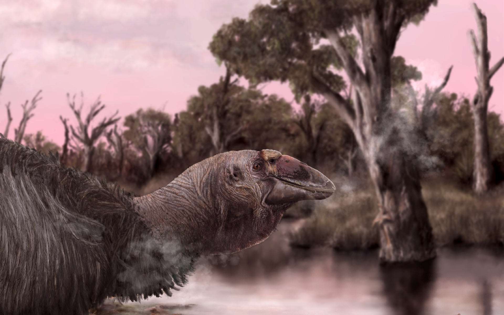 Il y a 50 000 ans, l'Australie était peuplée d'étranges oies géantes