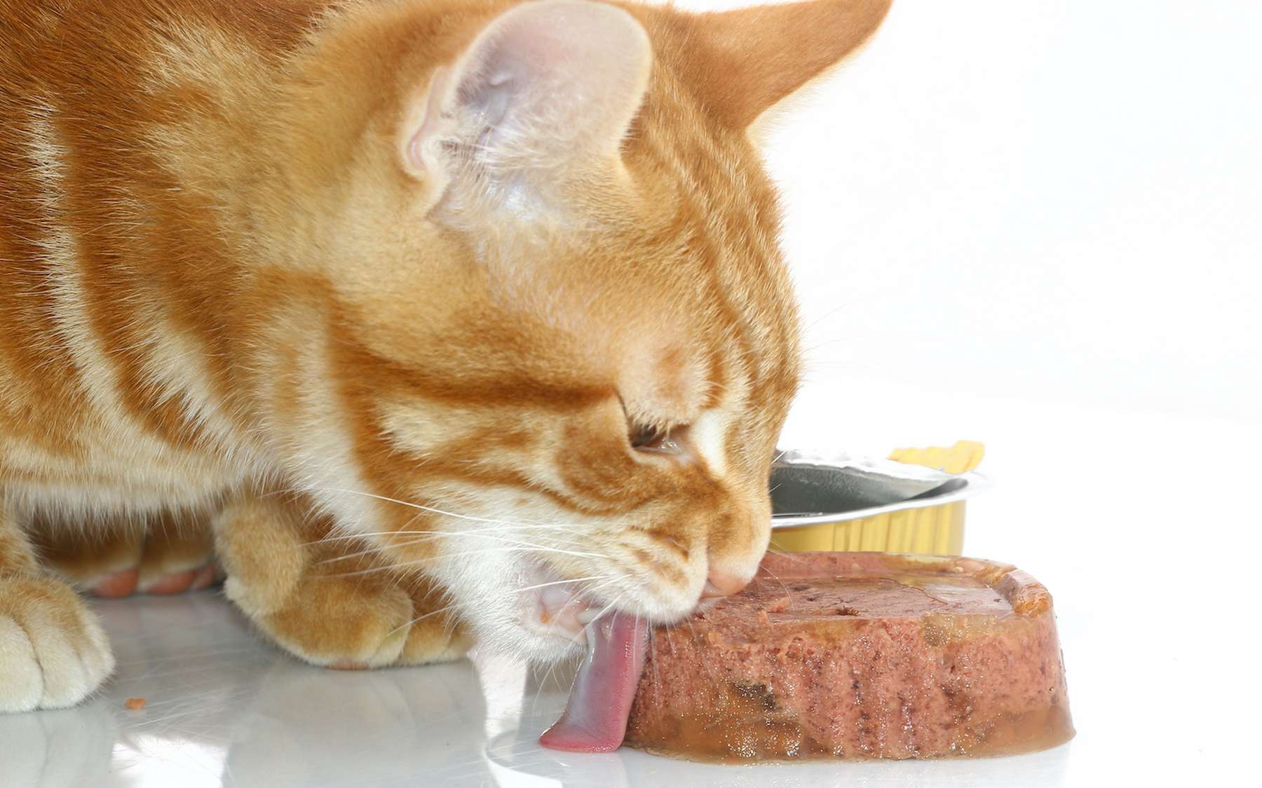 Pourquoi il vaut mieux nourrir son chat une seule fois par jour