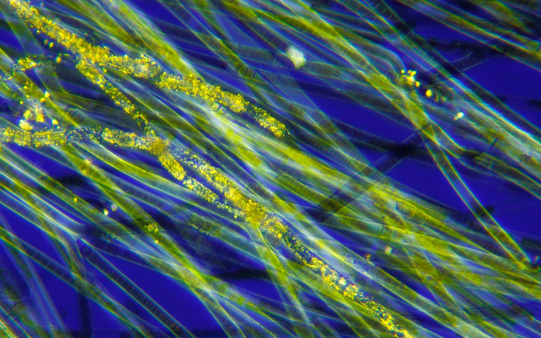 Des chercheurs de l’université de Cambridge (Royaume-Uni) comptent sur des « algues bleues » pour alimenter l’Internet des objets. Ici, des cyanobactéries du genre Oscillatoria pour illustration. © Pawel Burgiel, Adobe Stock