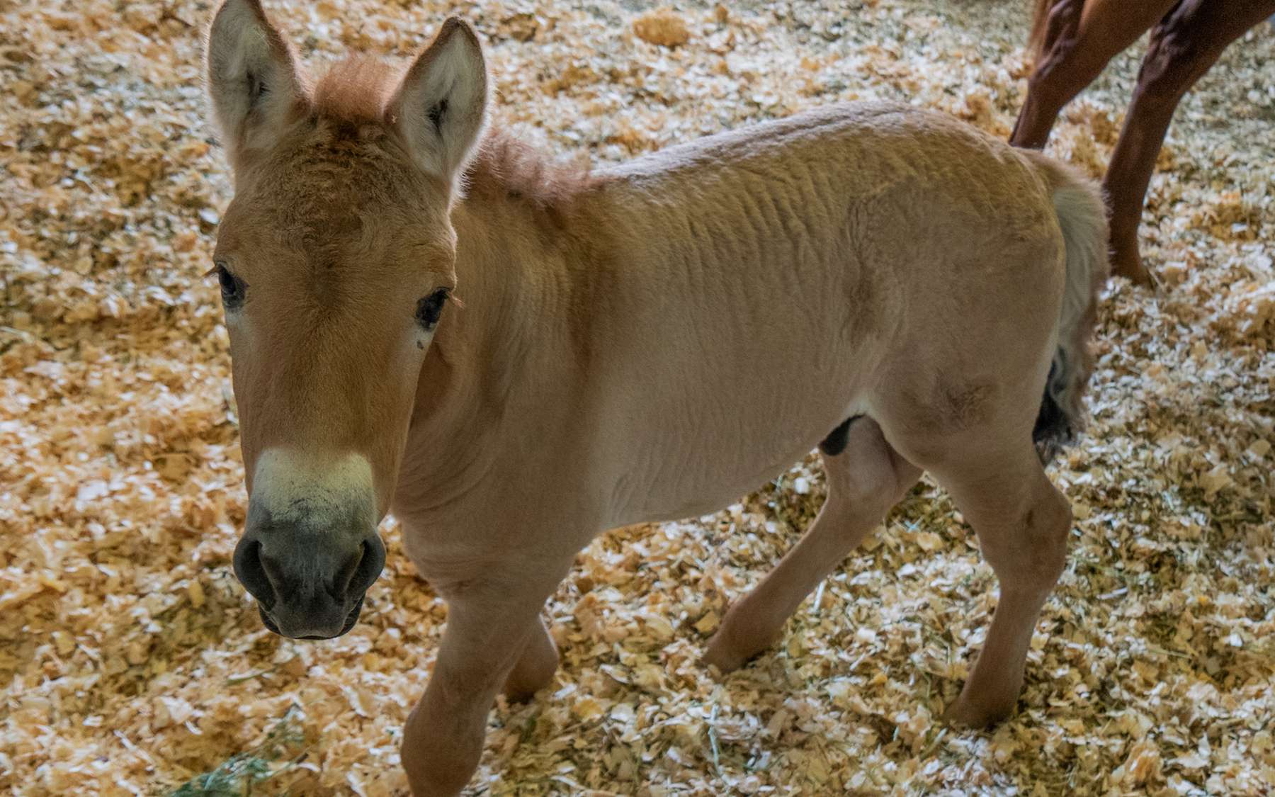 Naissance d'un poulain de Przewalski cloné pour sauver l'espèce