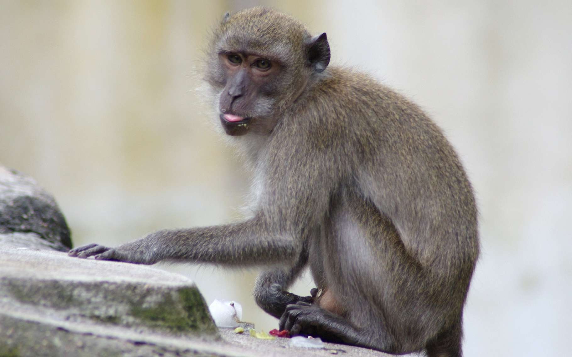 Le macaque crabier est l’un des singes les plus connus au monde. Et au contact des Hommes, il a appris une ruse qui lui permet de se nourrir. Pas si bêtes, ce petit singe ! © ptitmec54, Adobe Stock