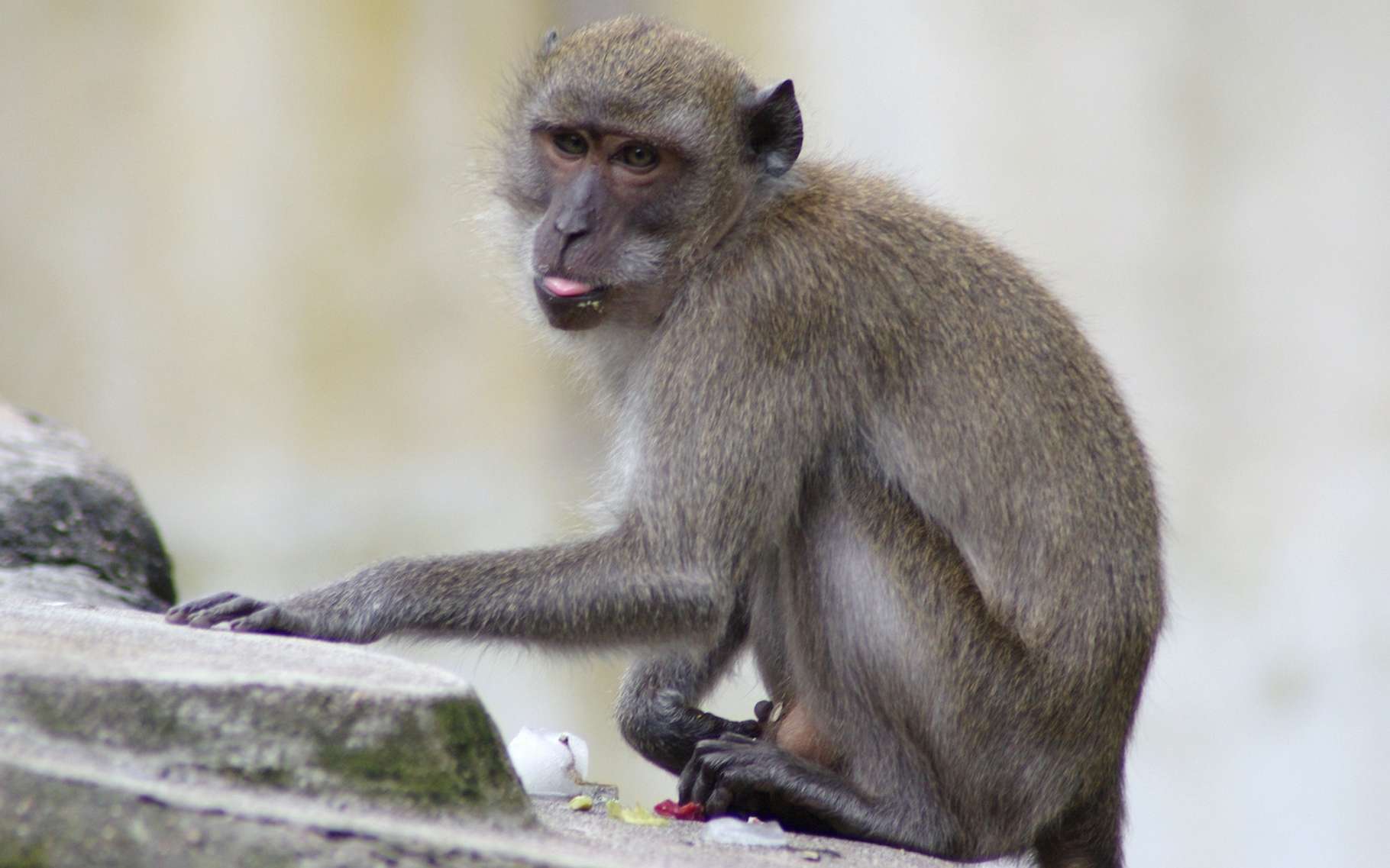 Bêtes de science : ces macaques, rois du racket