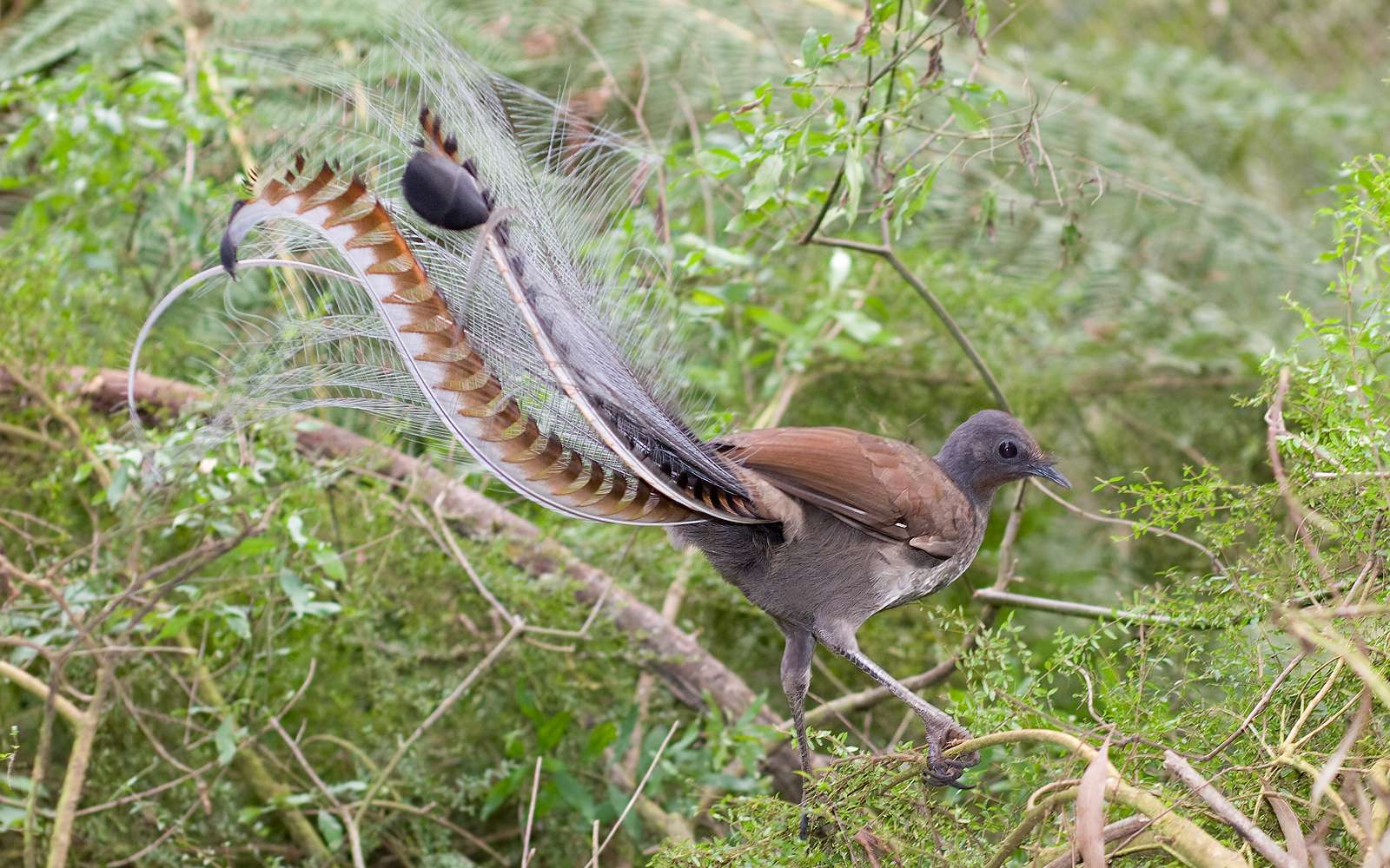 Cet oiseau déplace 155 tonnes de terre par hectare tous les ans !