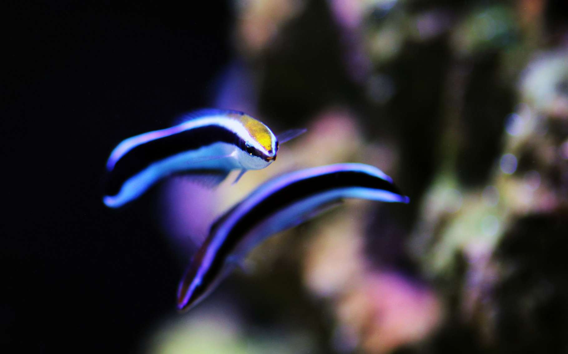 Ces poissons peuvent se reconnaître en photo !