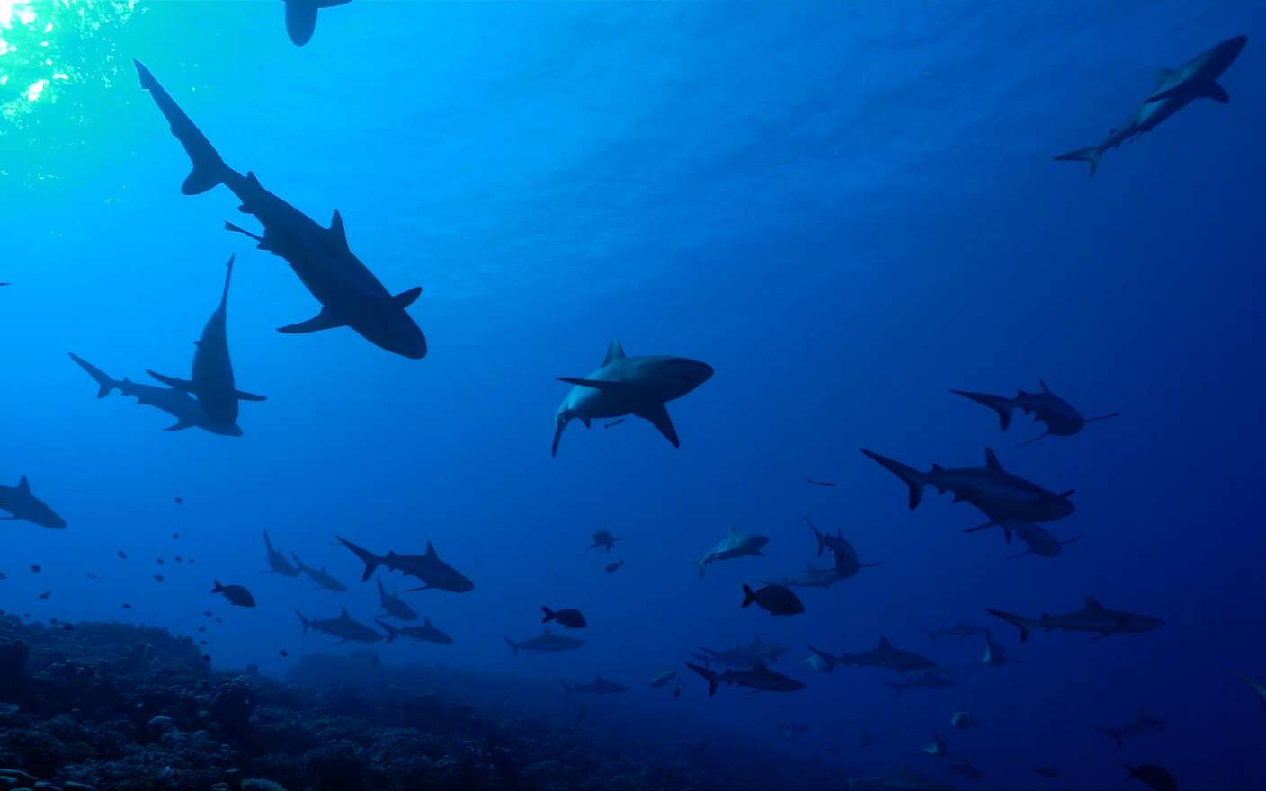 Voyage parmi les requins en Polynésie française, avec Steven Surina