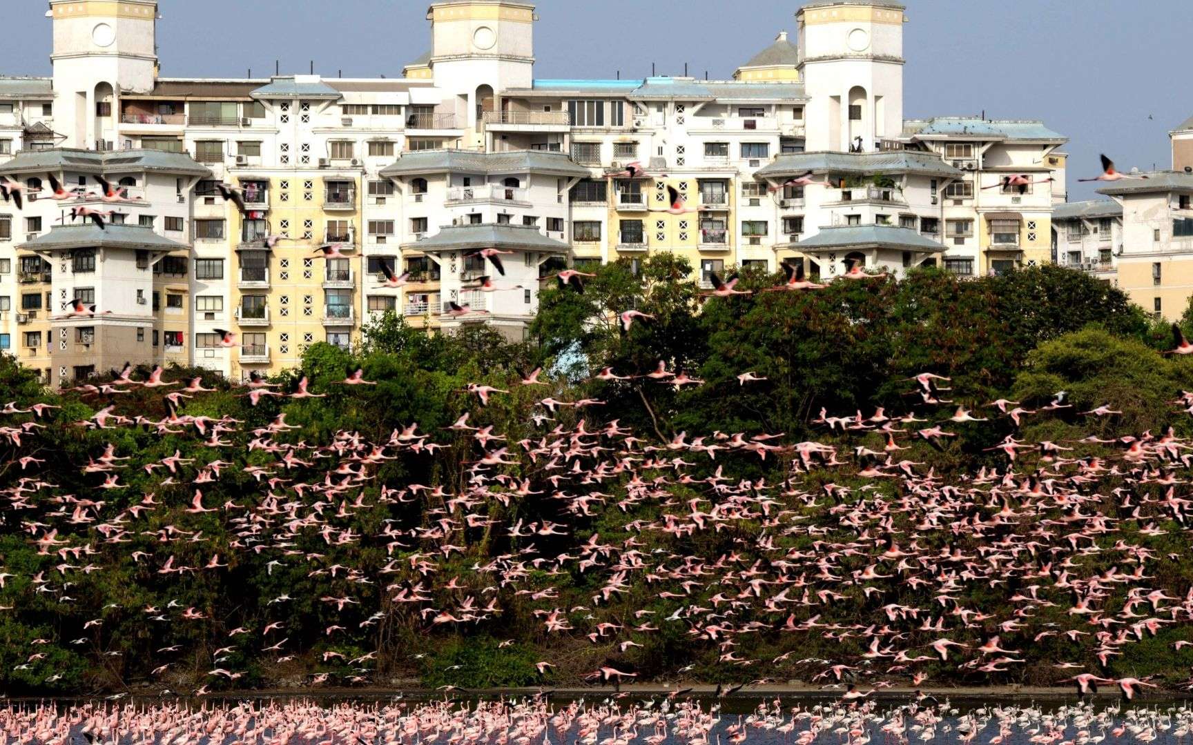 Confinement : spectaculaire rassemblement de flamants roses en Inde