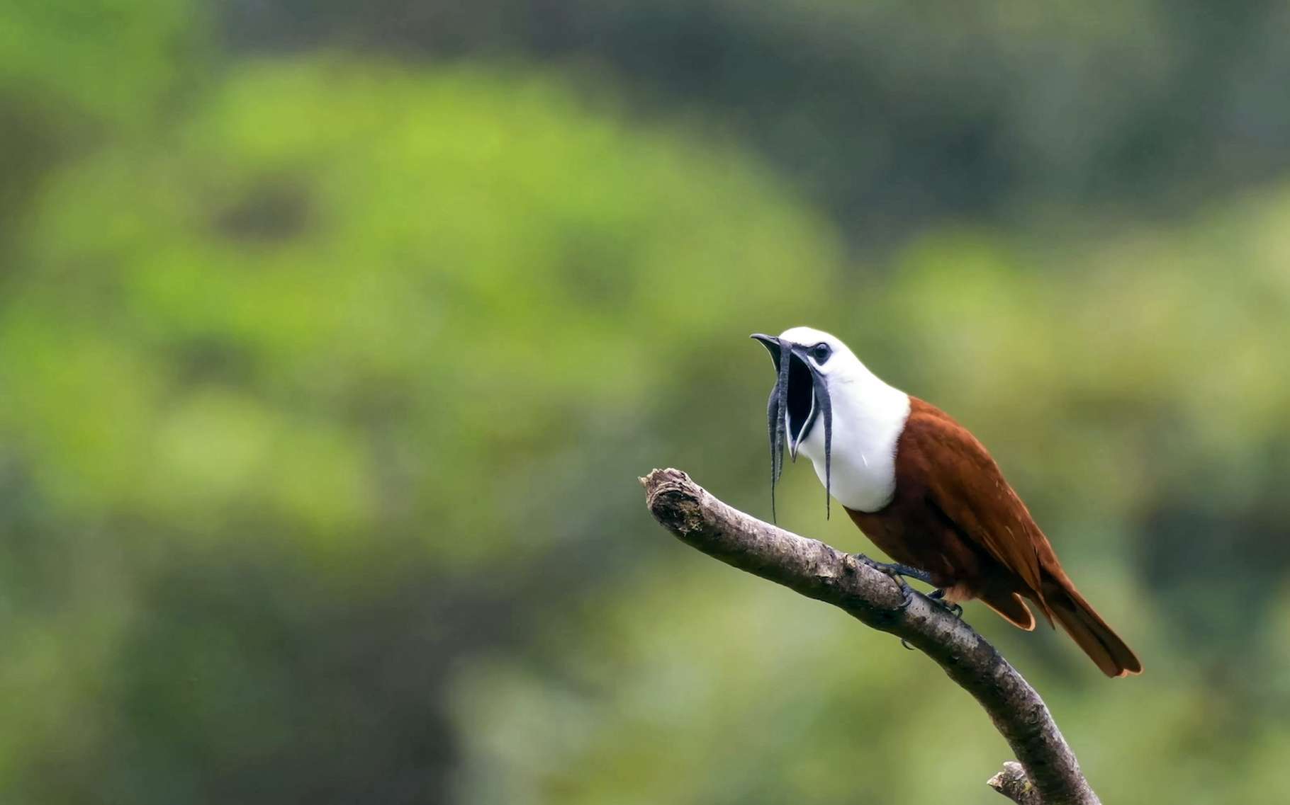 Escucha el canto de este divertido pájaro.