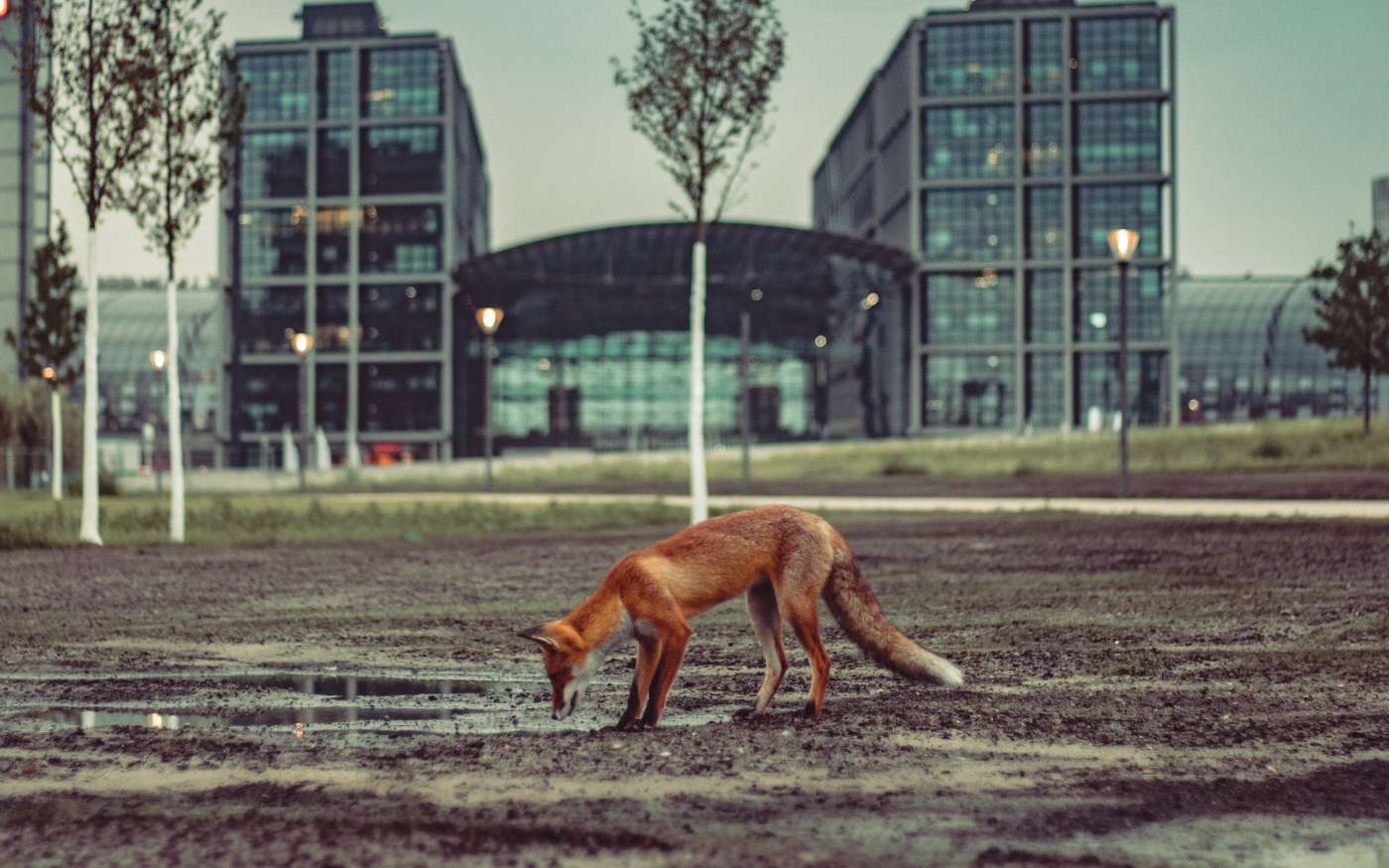 Des renards et d'autres espèces plutôt discrètes ont été observés en ville durant le confinement. © Hark, Adobe Stock