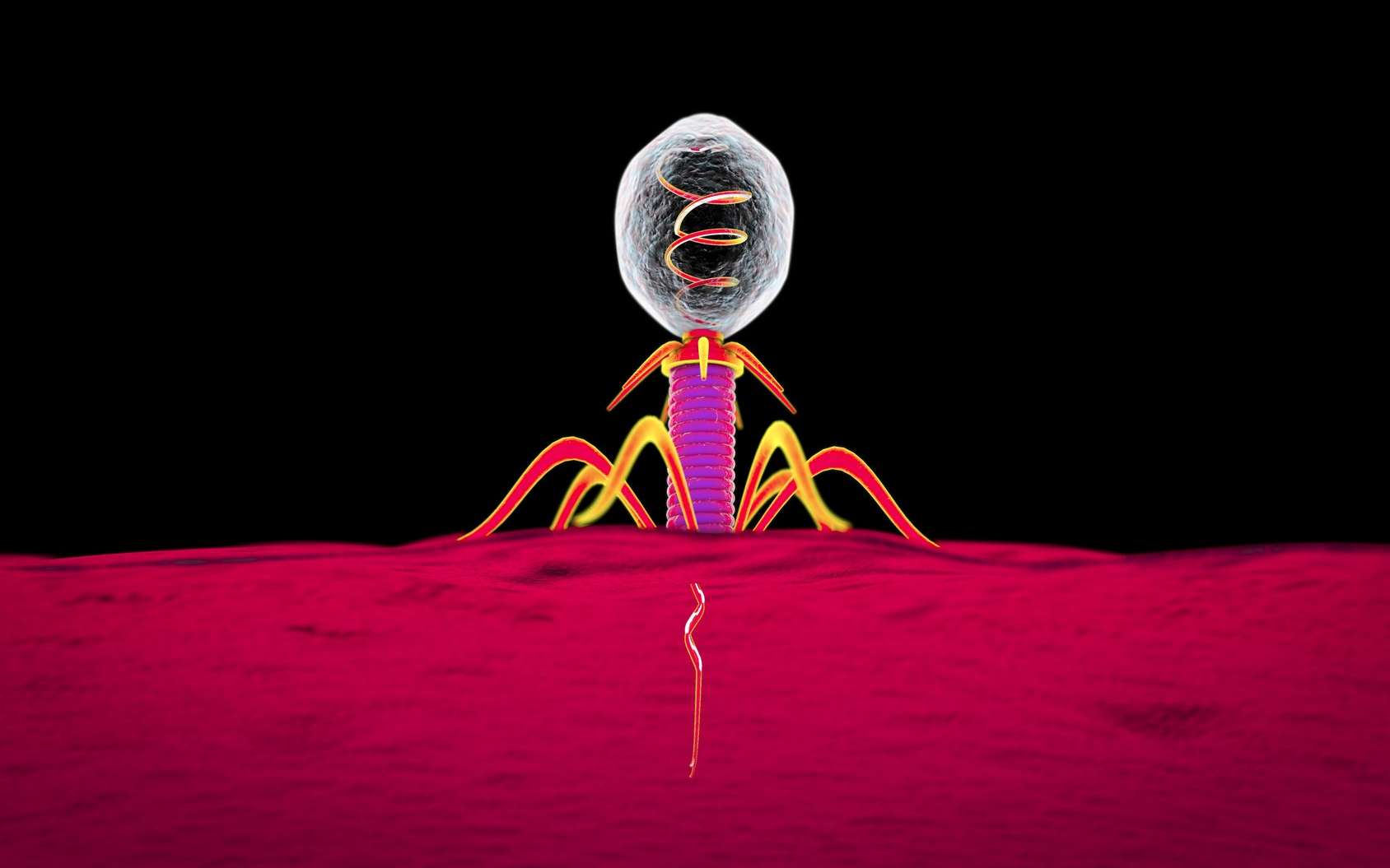Le bactériophage injecte son ADN dans la bactérie. © Kateryna_Kon, Fotolia