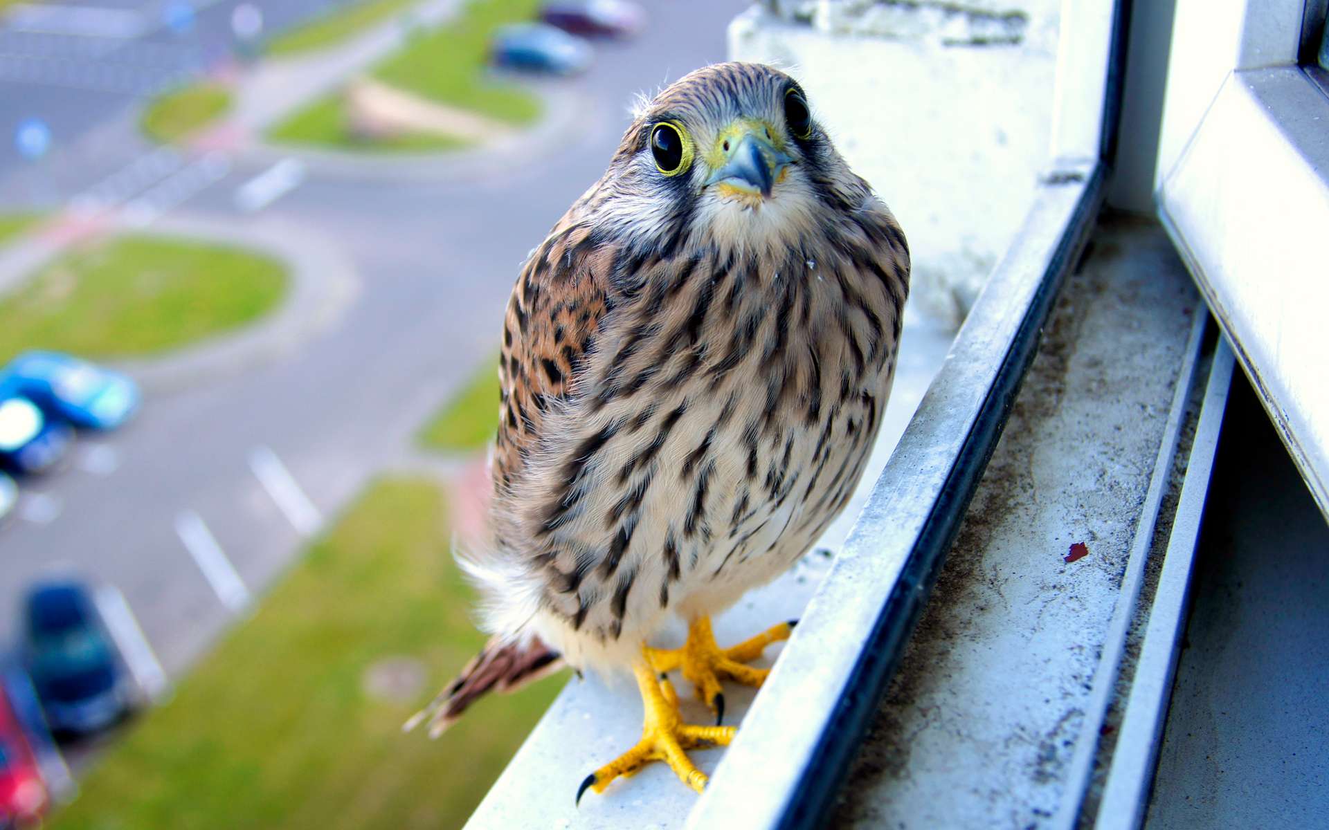 Étrangeté du vivant : un oiseau de proie a fait son nid sur le rebord d'une fenêtre