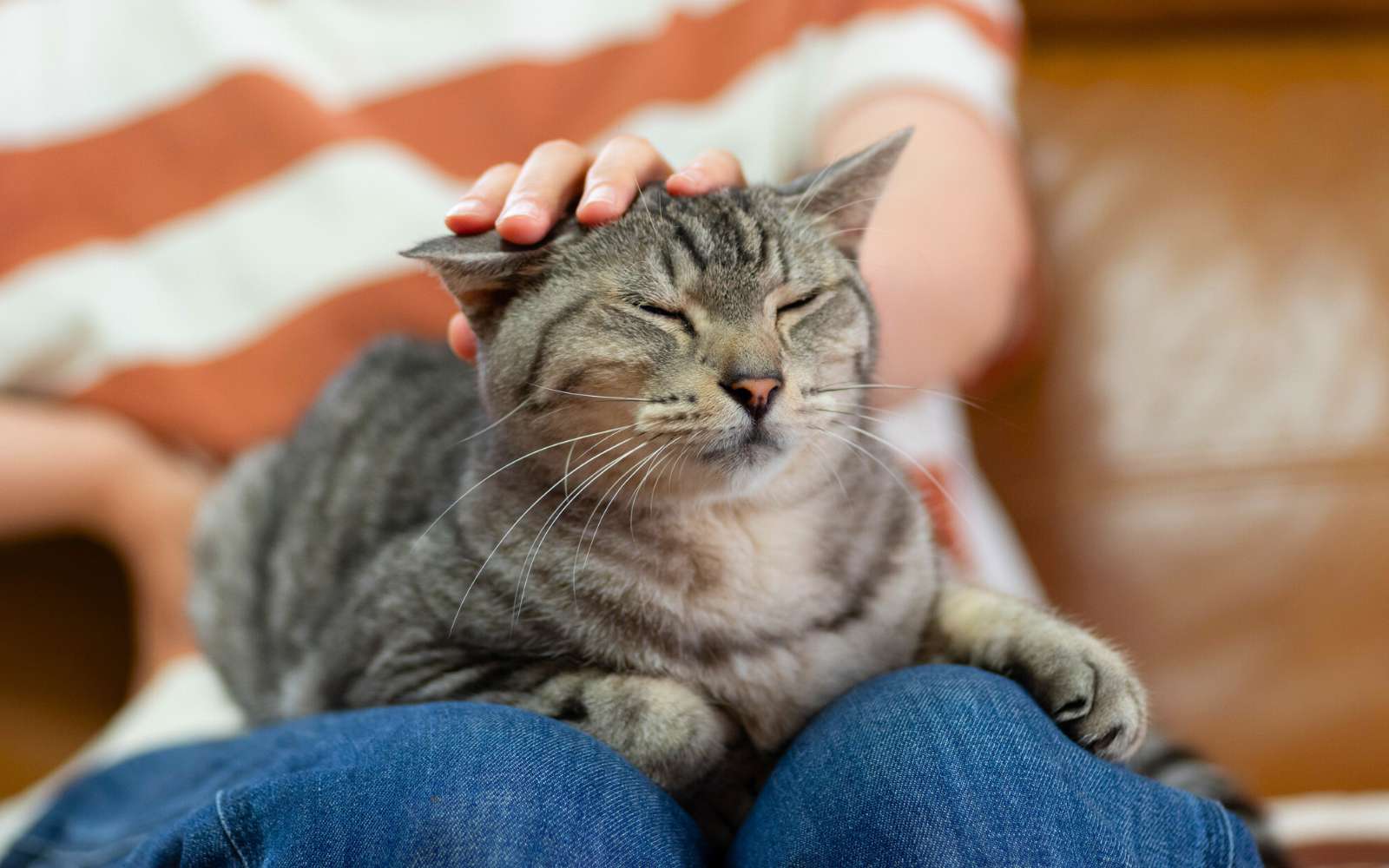 Un chat peut-il vraiment être épanoui sans jardin ?