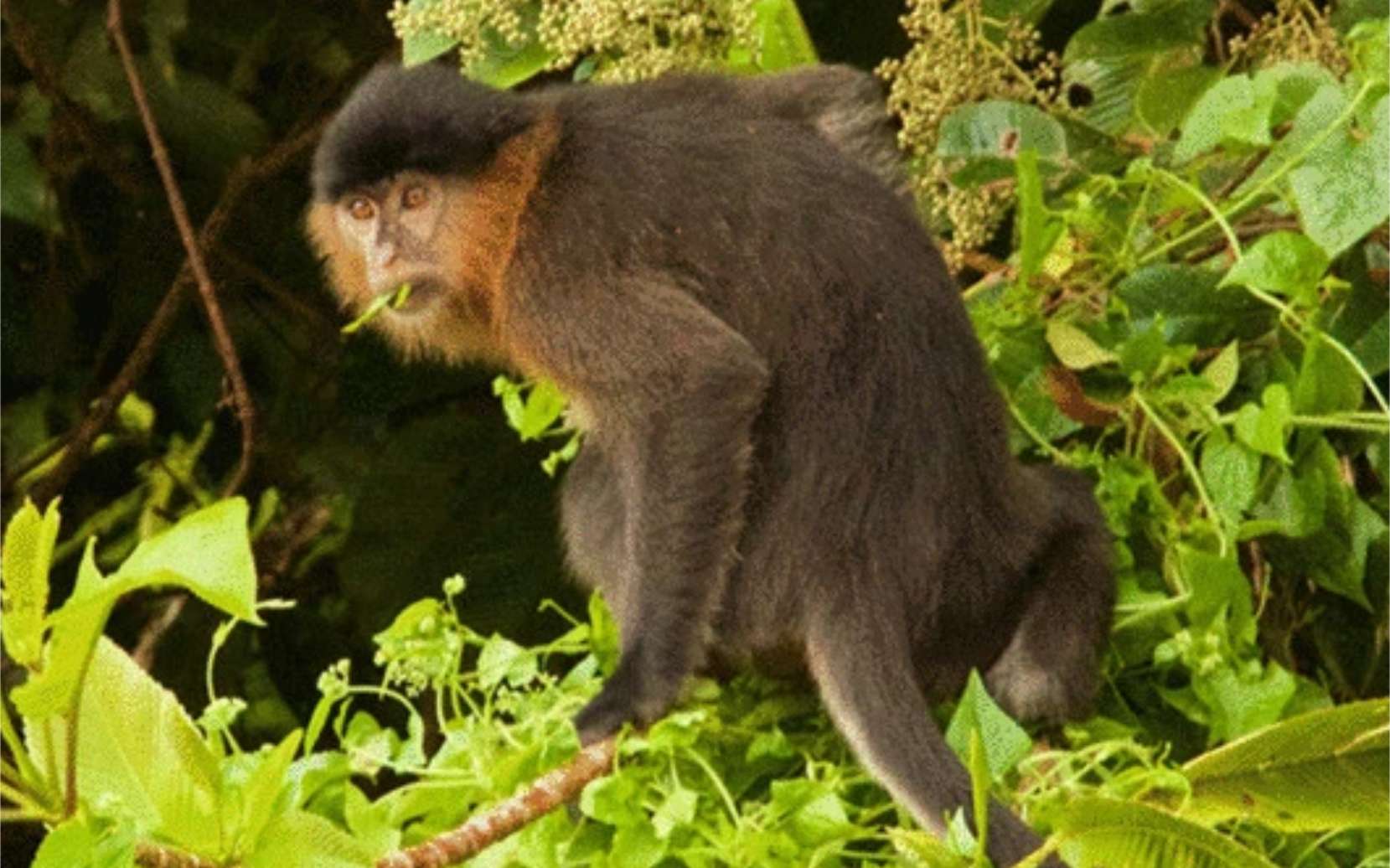 Un « singe mystère » subadulte a été découvert en Malaisie et serait un hybride entre deux espèces locales. © Lhota et al., 2022