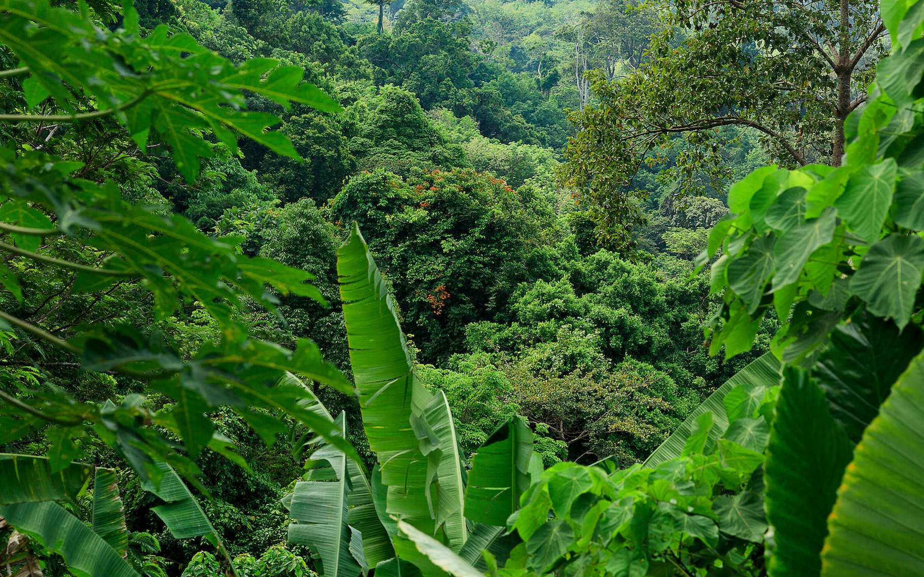 Les forêts tropicales, en général, sont des écosystèmes à préserver. Celle du Congo est menacée par des projets d’exploitations pétrolières. © Ilya, Adobe Stock