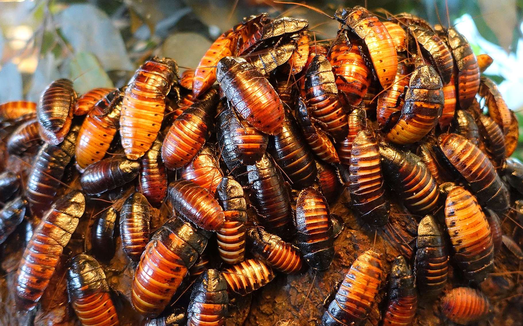 les insectes generalistes capucins blattes et compagnie dossier
