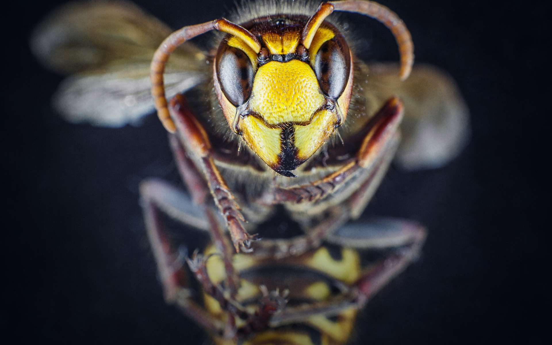 Les abeilles détecteraient leurs congénères décédées à leur absence d'odeur