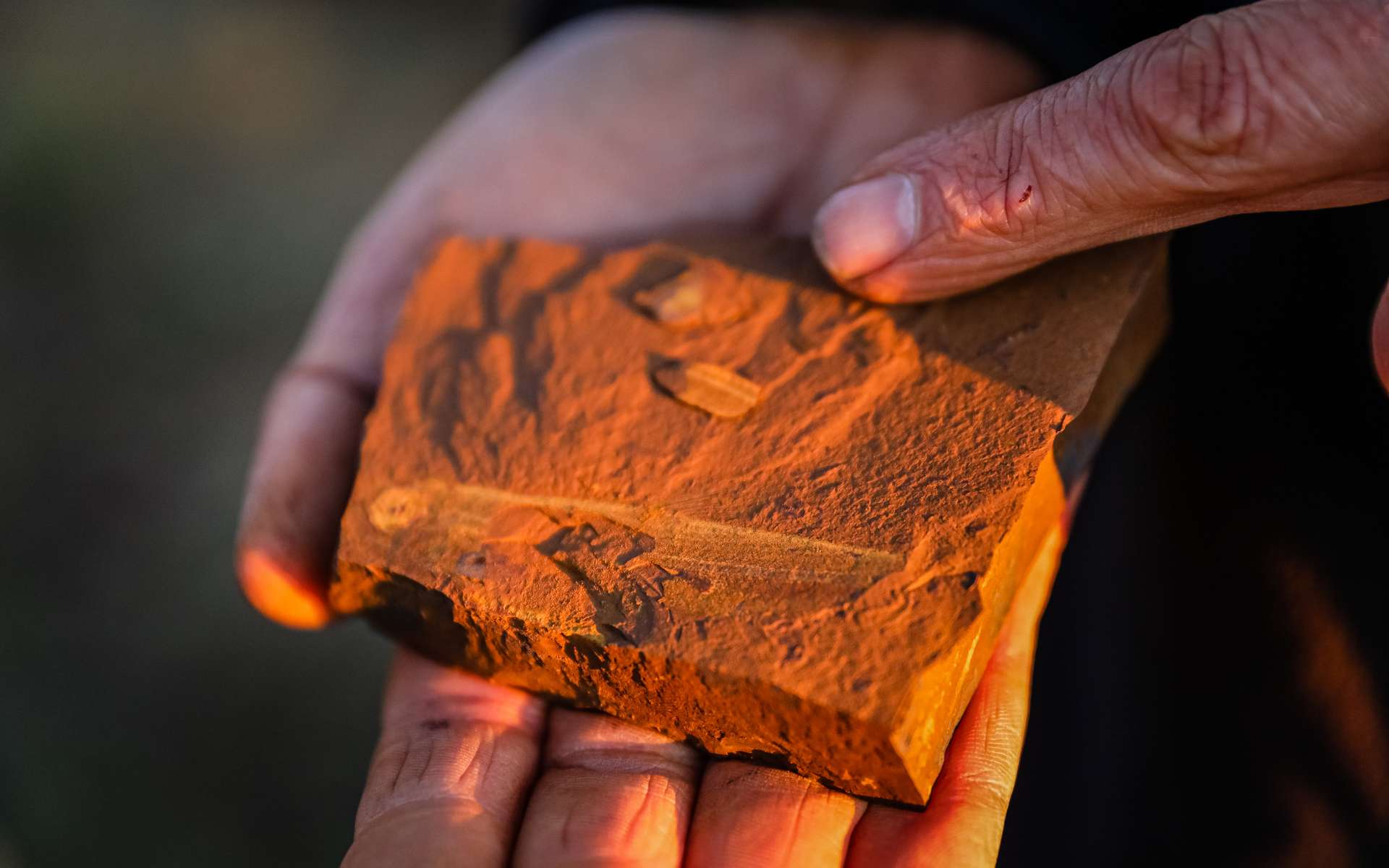 Des fossiles d'insectes datant du Miocène ont été trouvés près de la ville de Gulgong, en Australie. © Salty Dingo 2020 038A7561