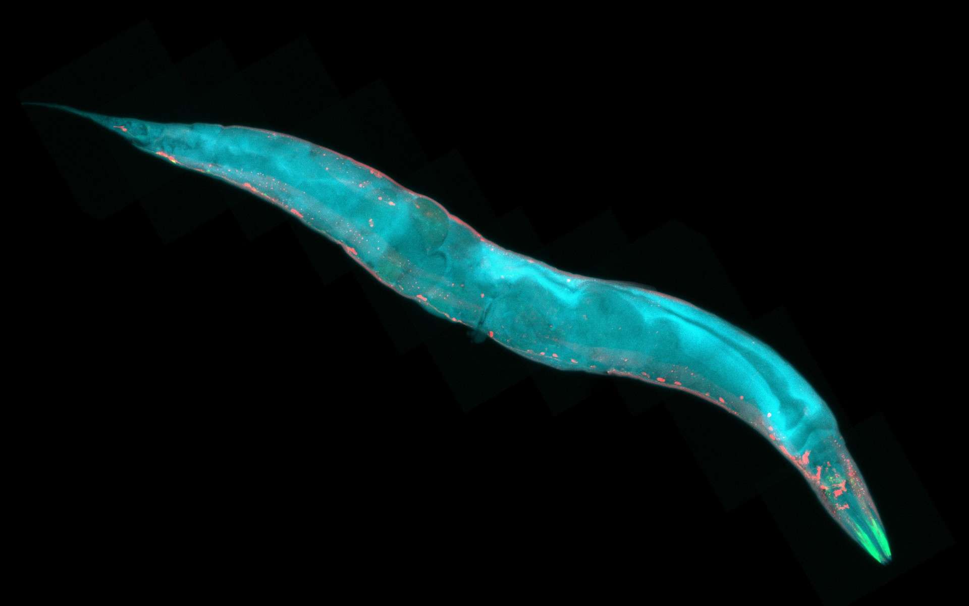Un nématode C. elegans vu au microscope et colorisé. © heitipaves, Adobe Stock