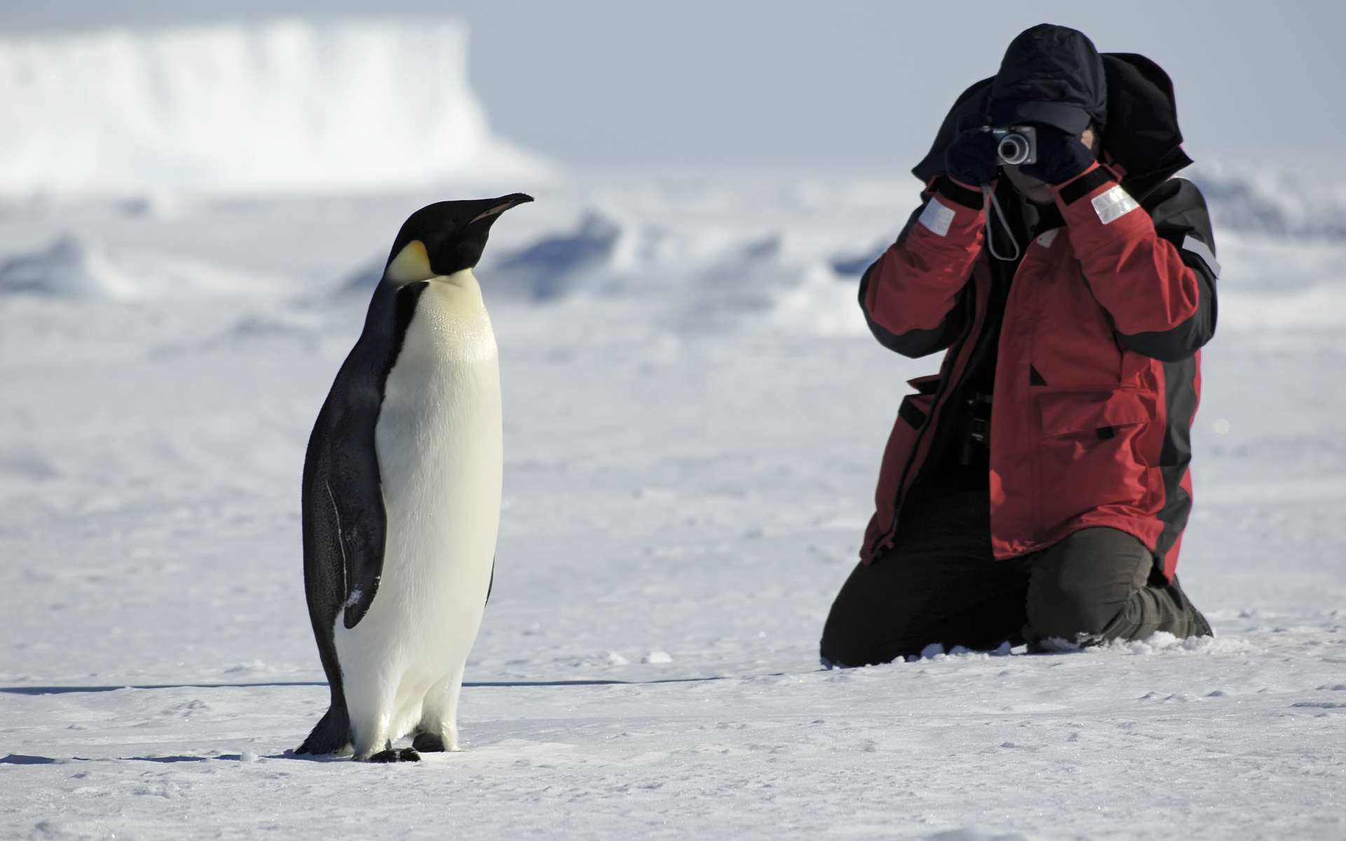 L'impact humain sur l'Antarctique... revu à la hausse