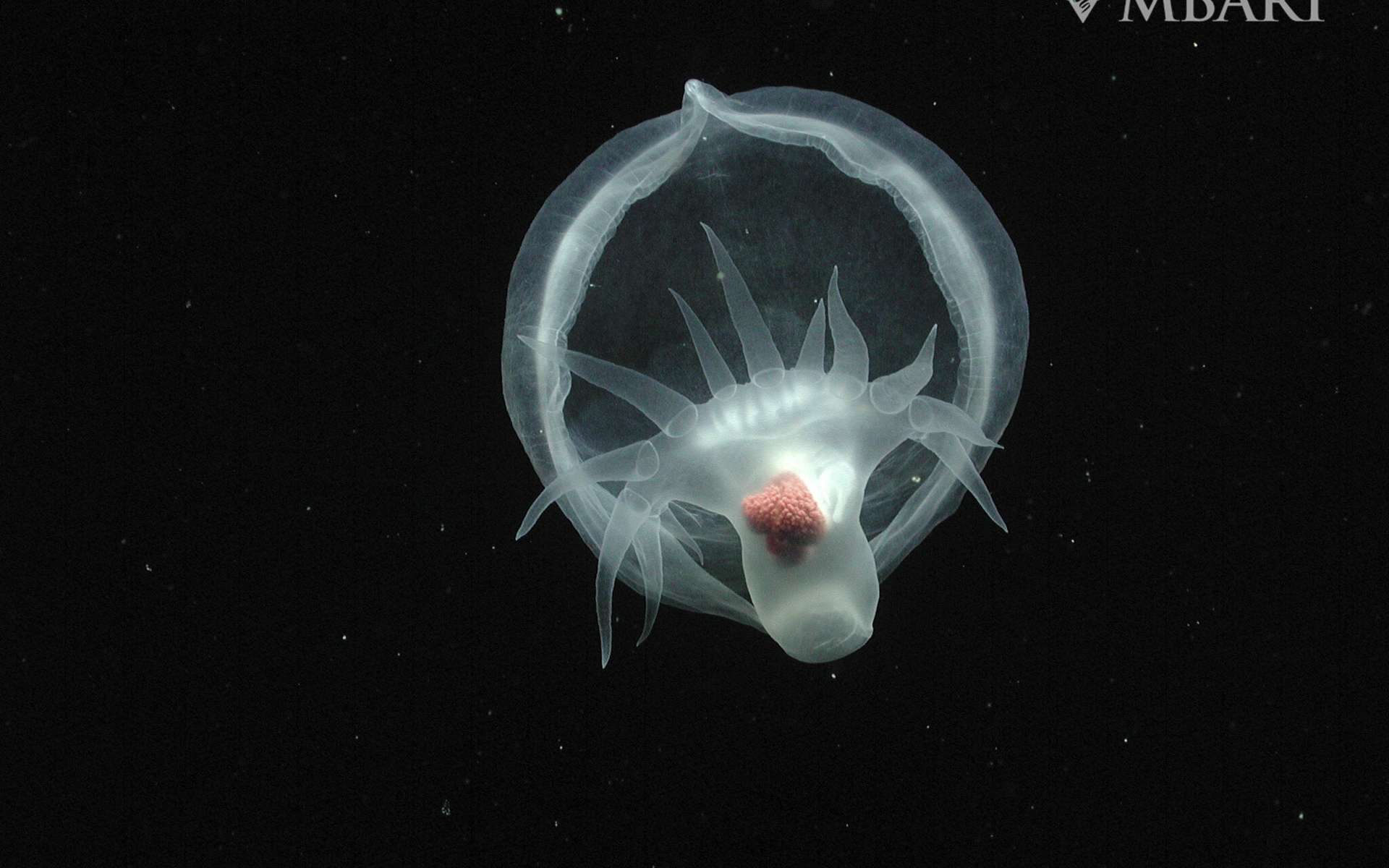 Une forme étrange et lumineuse : les chercheurs ont enfin identifié cette créature des profondeurs marines