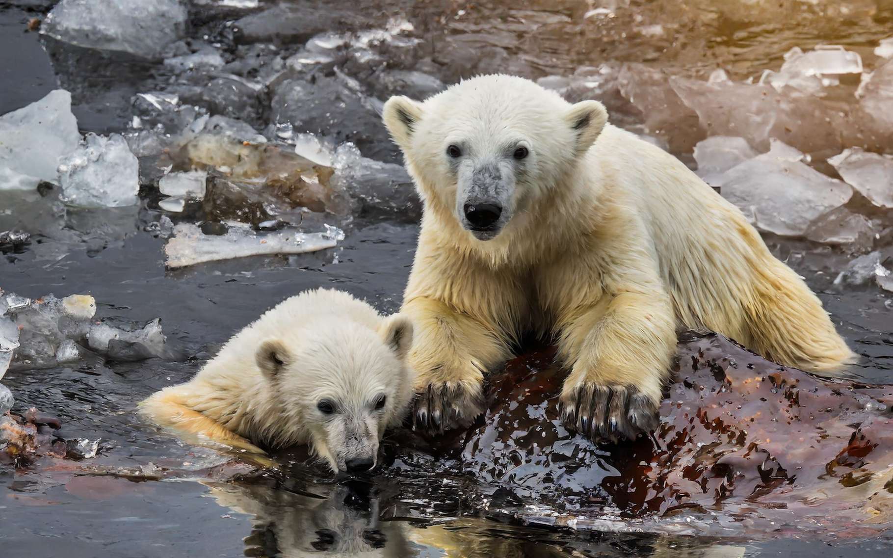 Voici la plus grande menace pour les ours polaires à court terme