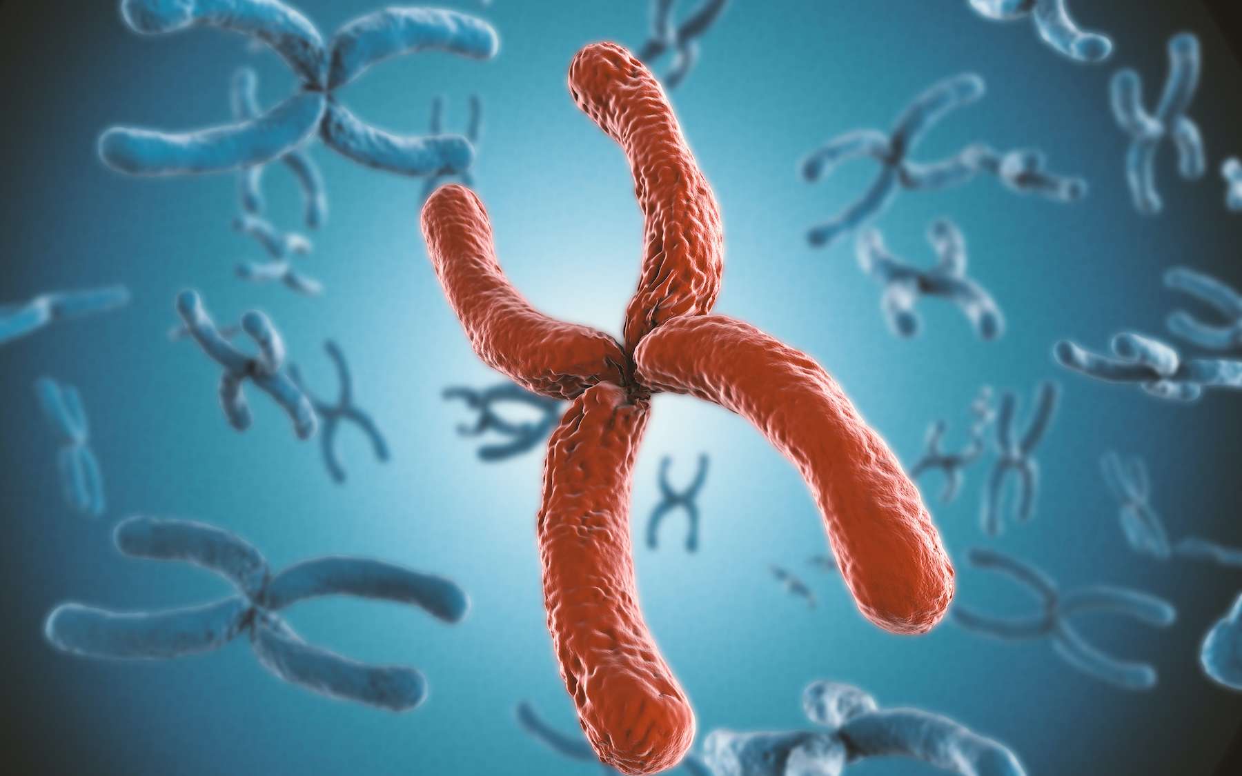 La maladie de Wilson est due à l'altération d'un gène porté par le chromosome 13. © Phonlamaiphoto, Adobe Stock