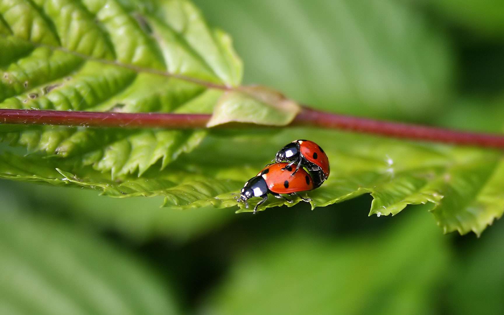 L accouplement pique de deux coccinelles au c ur de l t