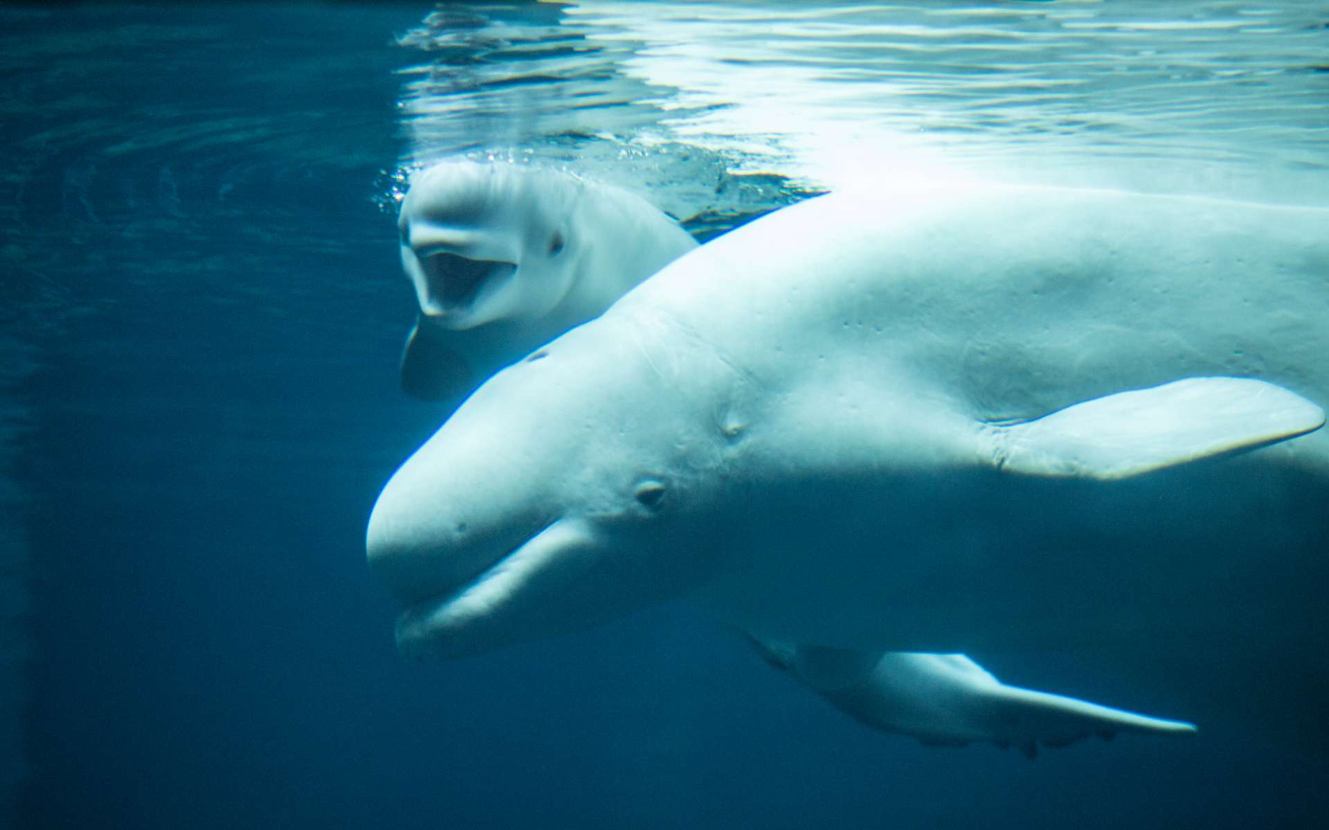 Video The Birth Of A Small Beluga At The Georgia Aquarium Archyde