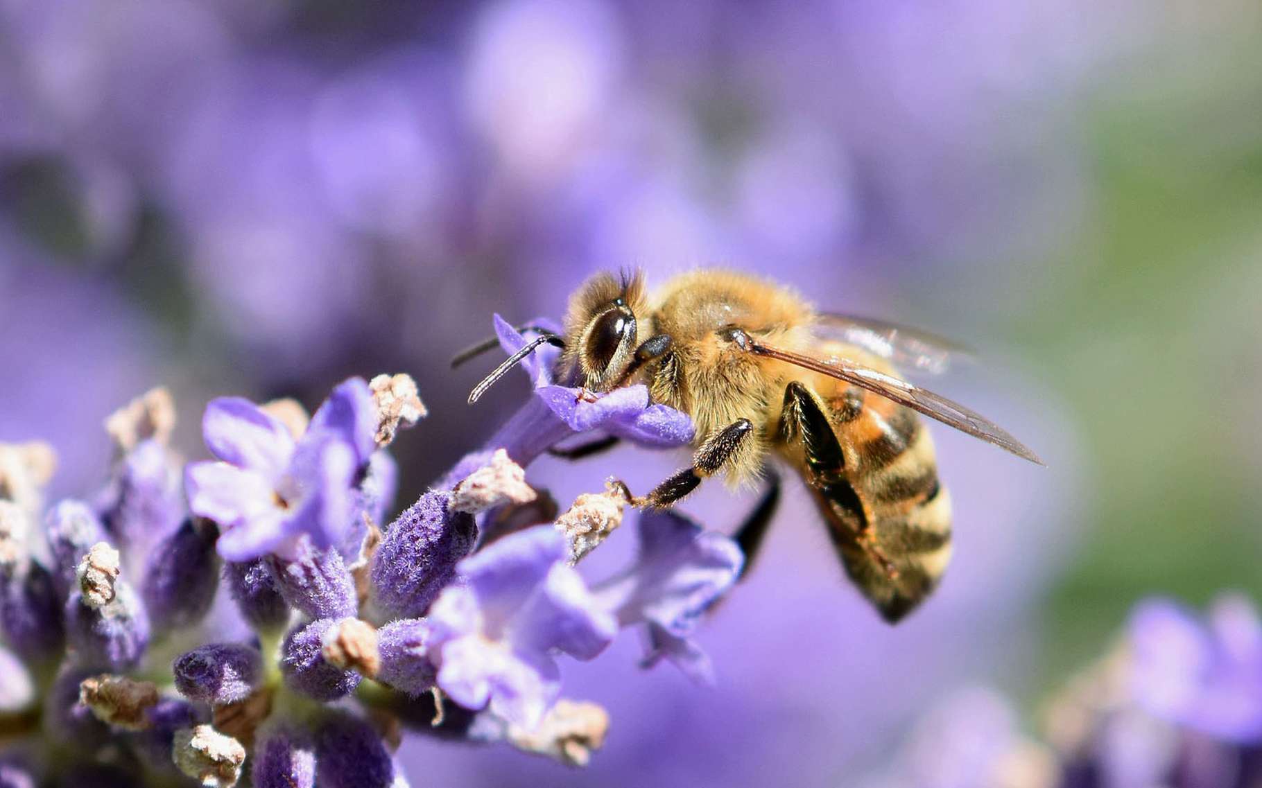 Protégeons nos abeilles. © Helgaka, Pixabay, DP