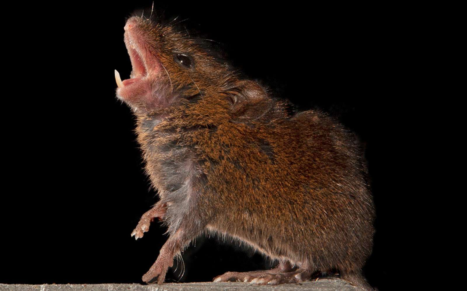 Insolite : ces souris « chantent » comme les oiseaux et font des duos compétitifs !