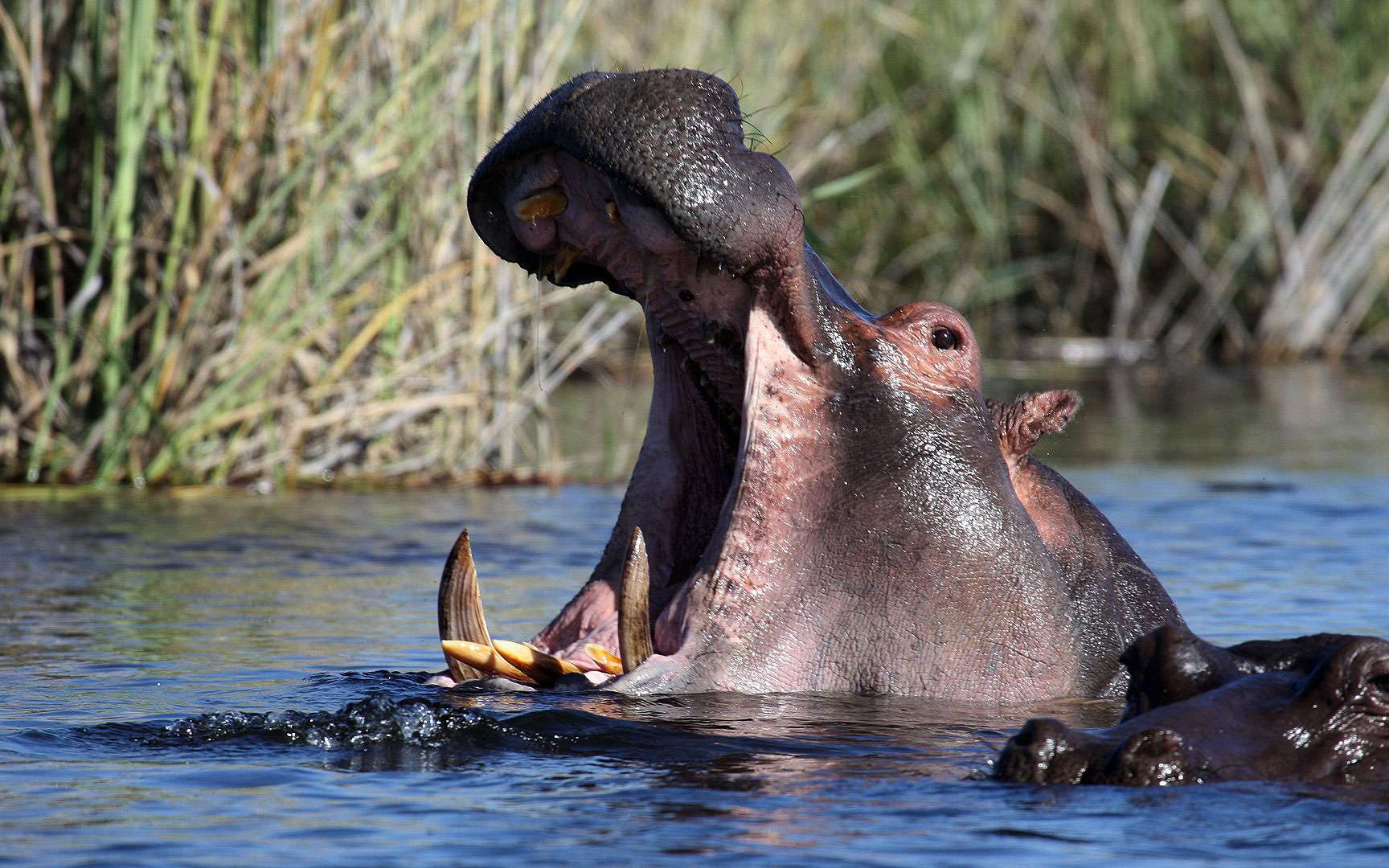 Sous Le Soleil Distribution Vidéo | Un hippopotame se laisse brosser les dents, au Japon